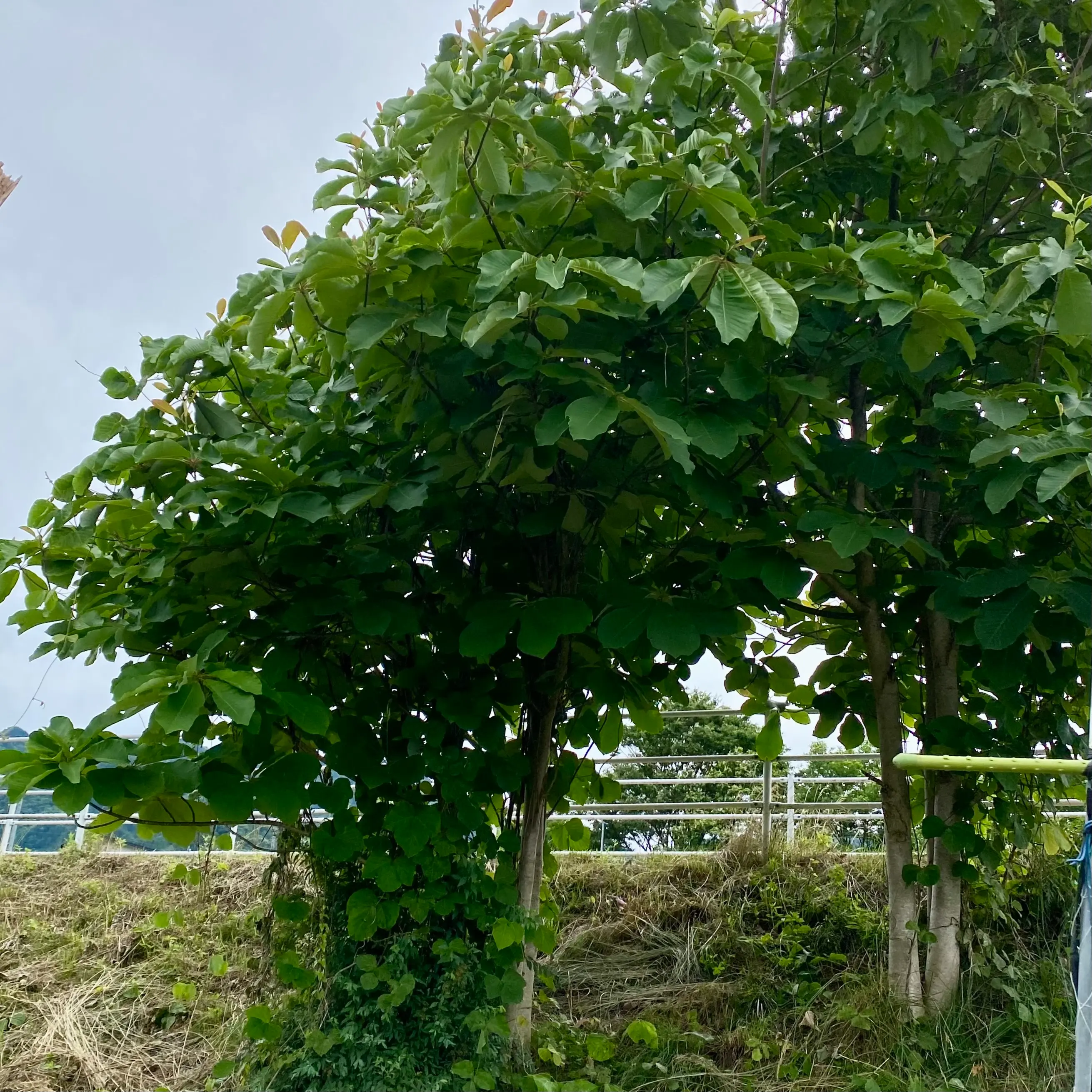  出典:IMG_8247__2024-06-27_15-14.webp