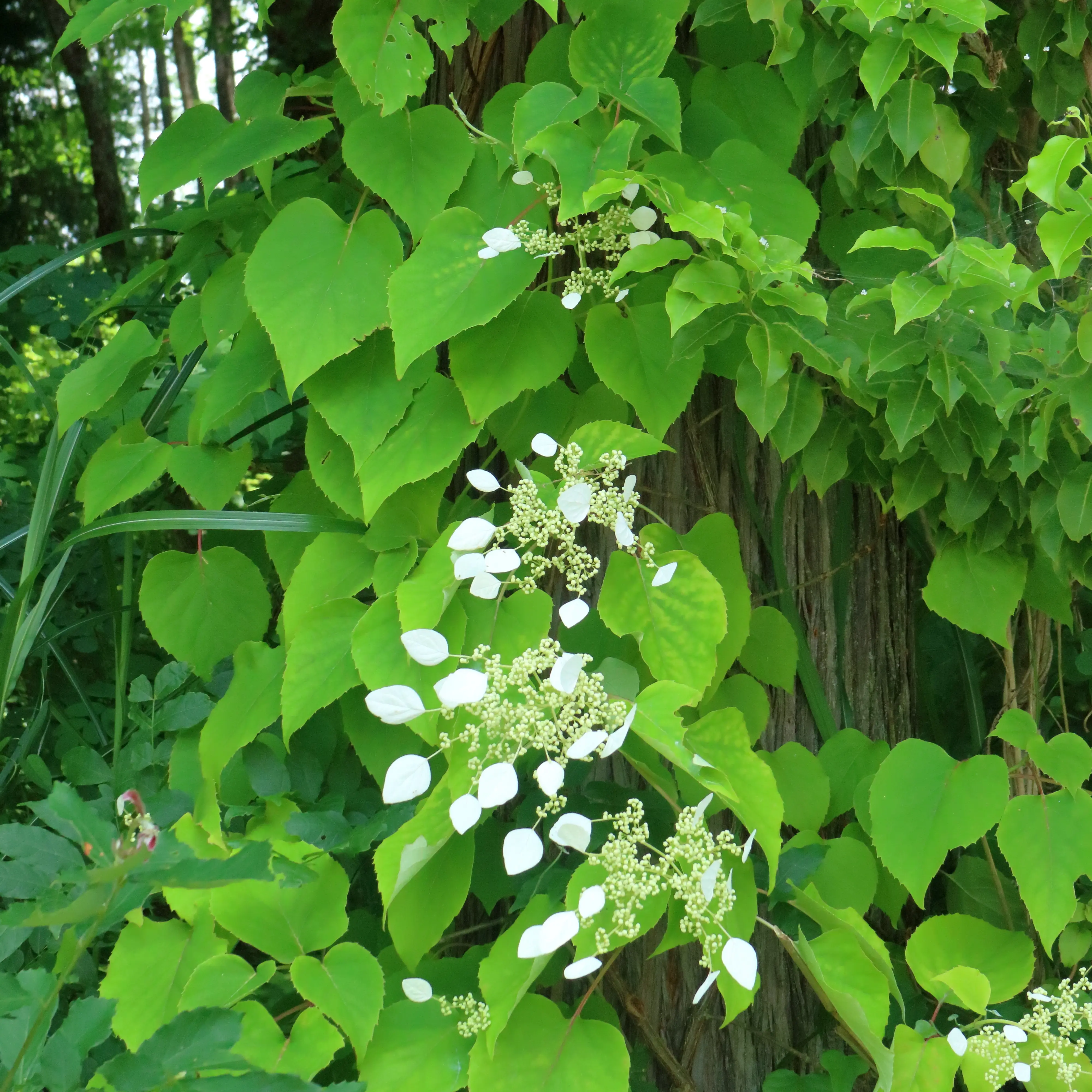  出典:Iwagarami_Hida_00573.webp