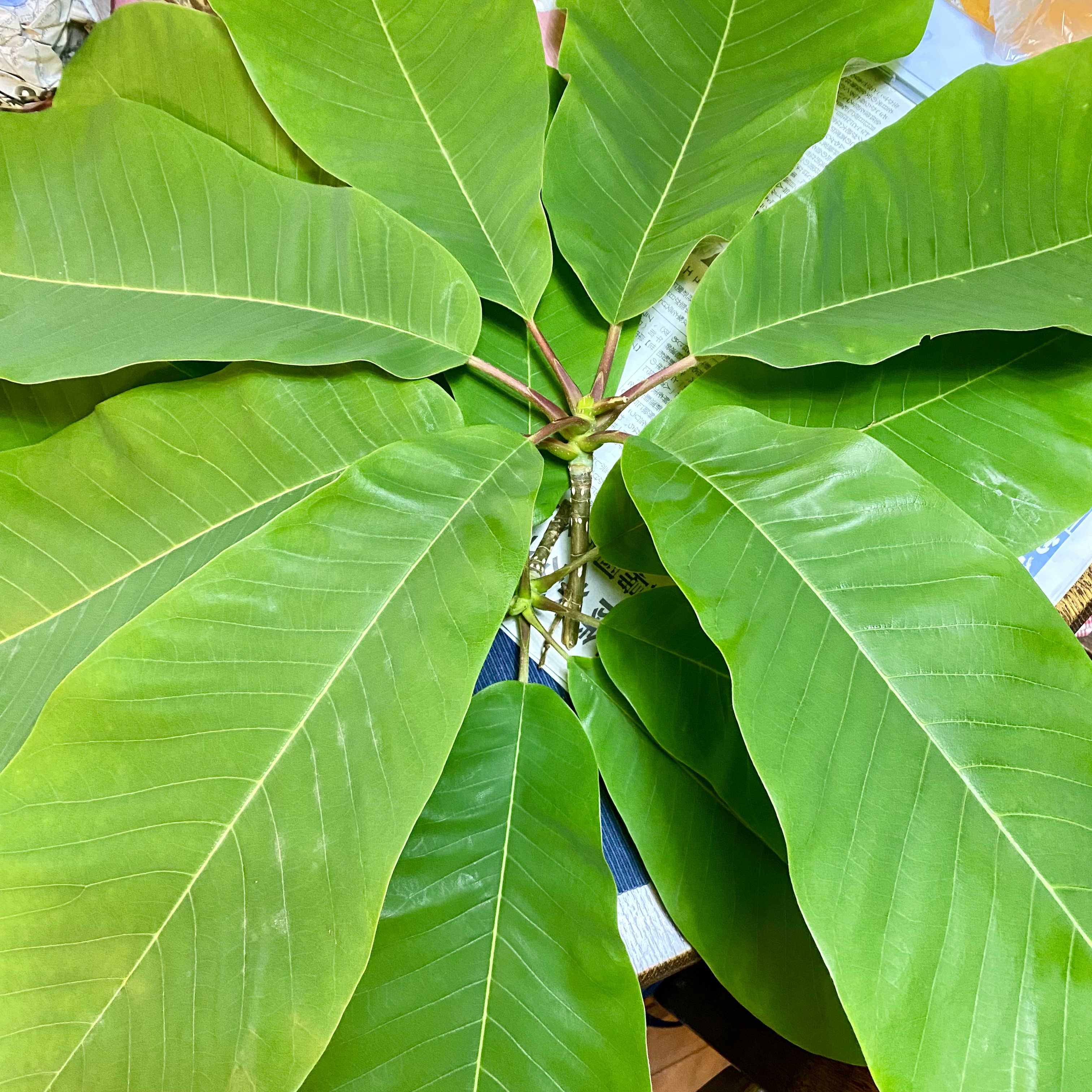 採ってきた朴葉