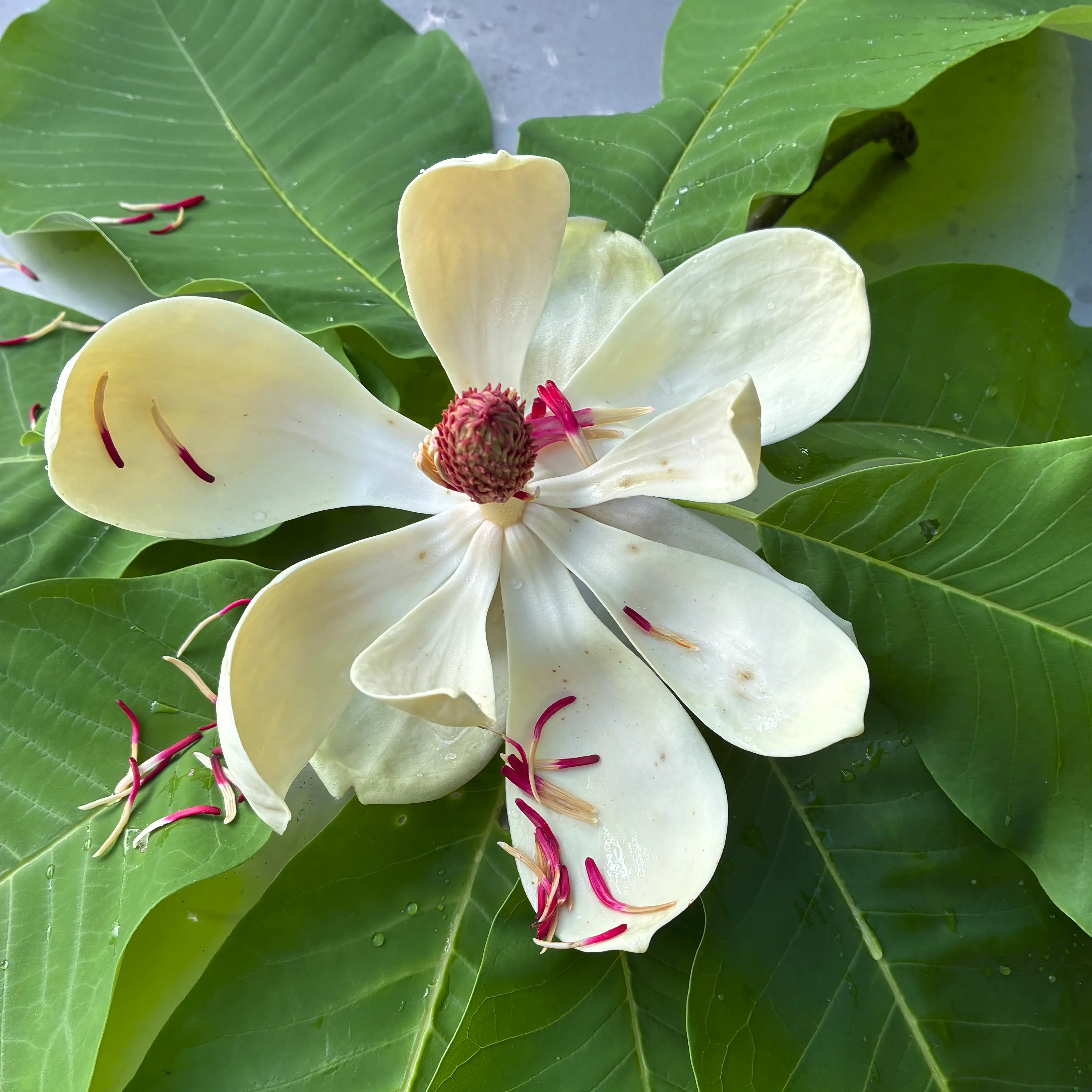 ホオノキの花