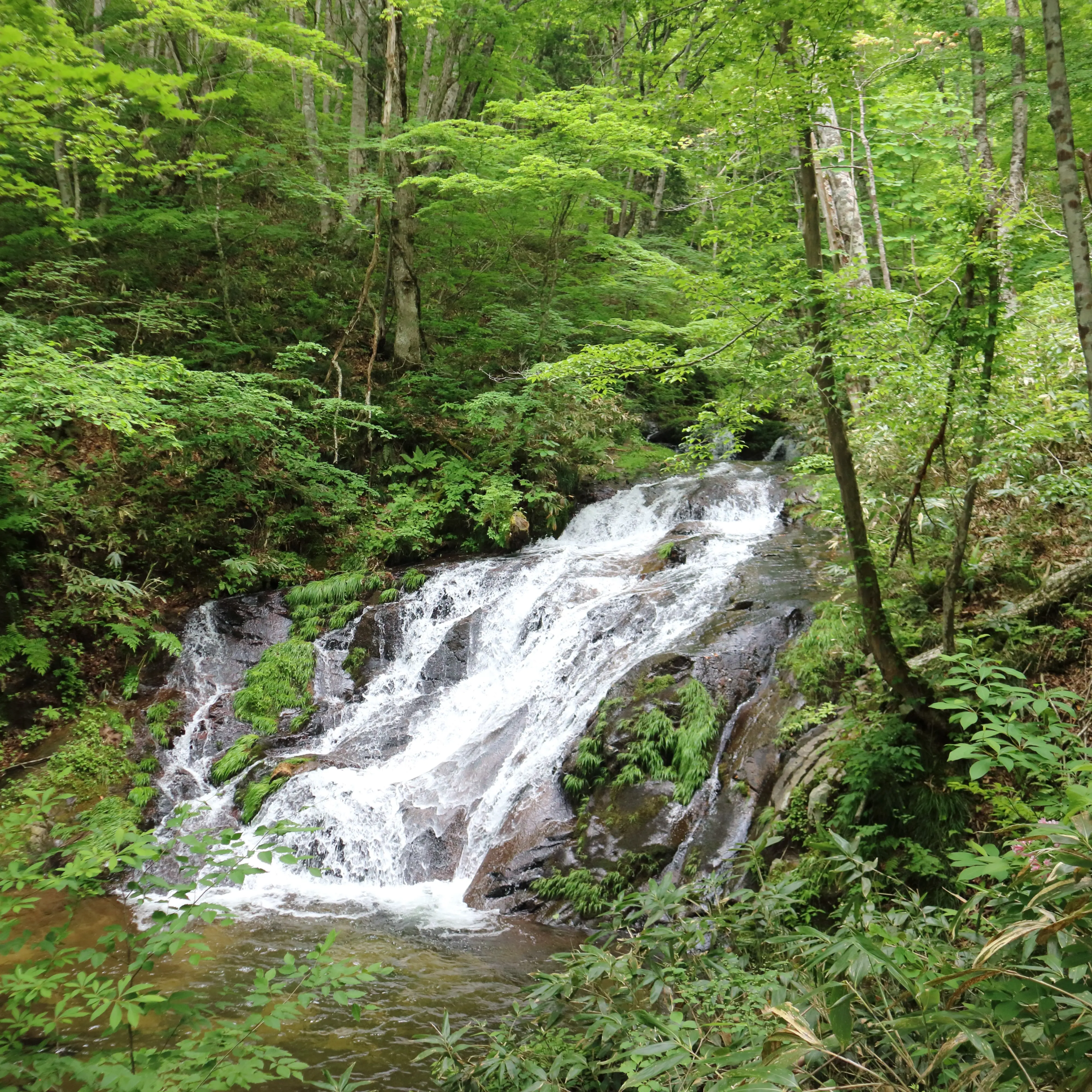 畦畔って感じの写真