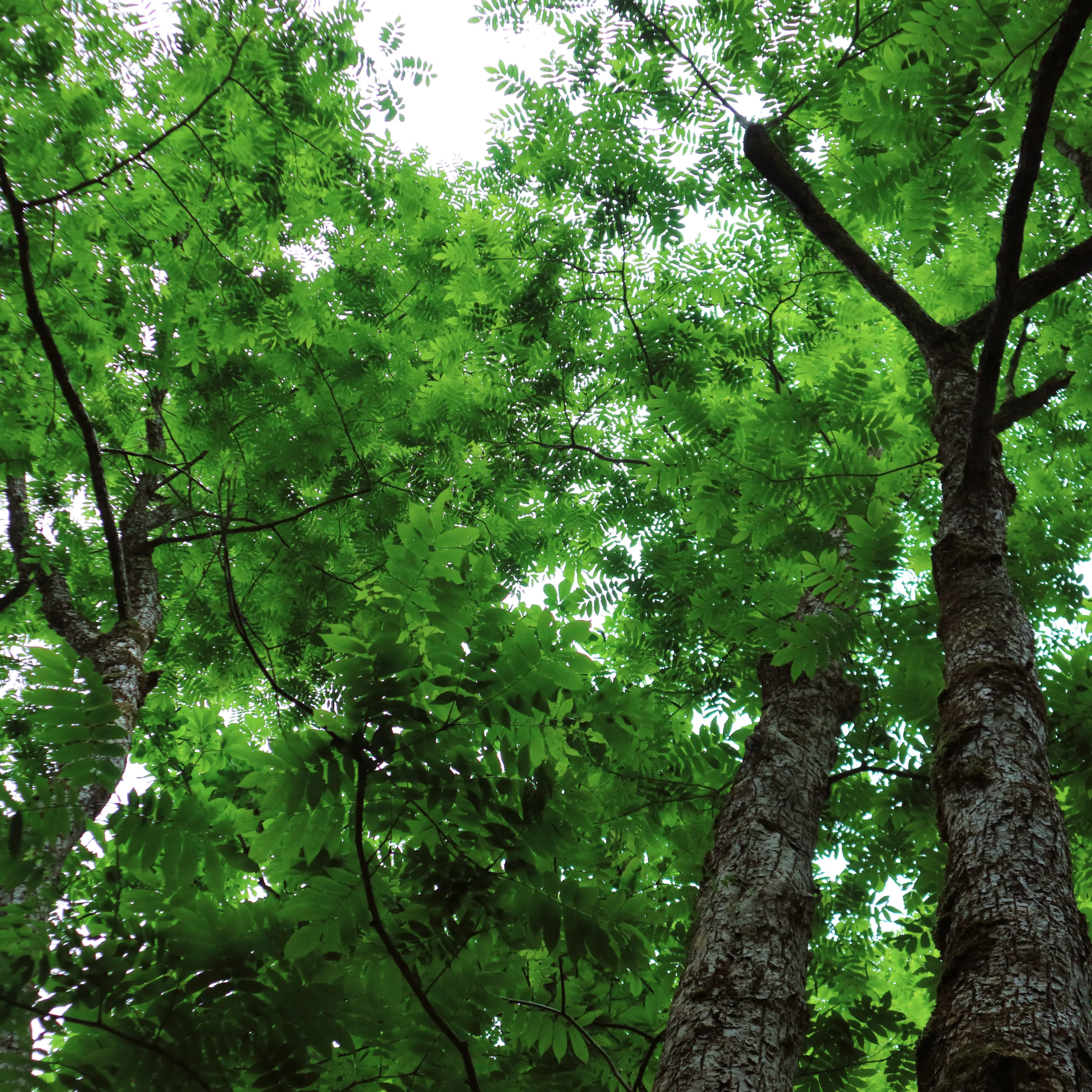 サワグルミの群落を見上げる 出典:Pterocarya-rhoifolia_Hida_00663.webp