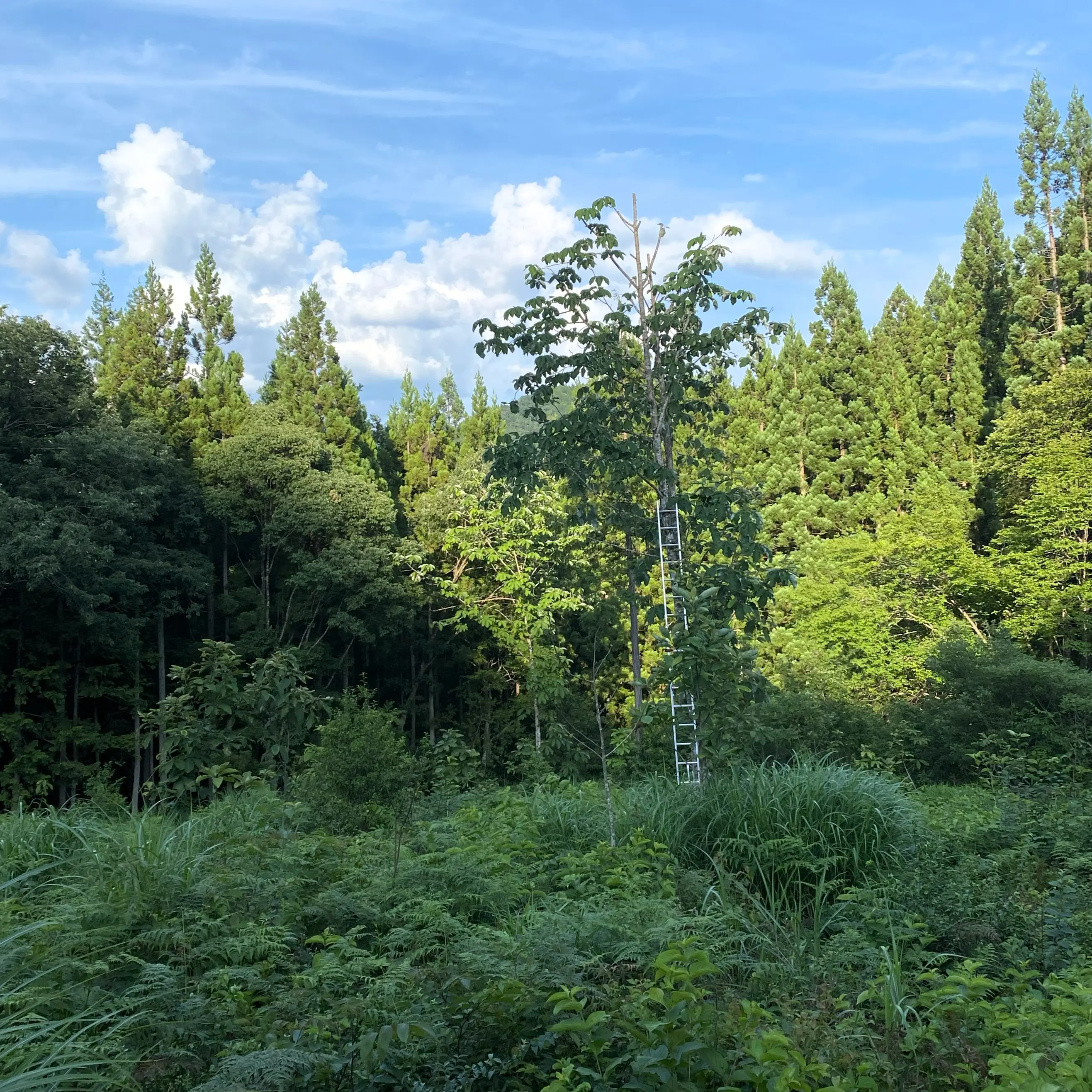 今回葉を採取するために使ったホオノキ