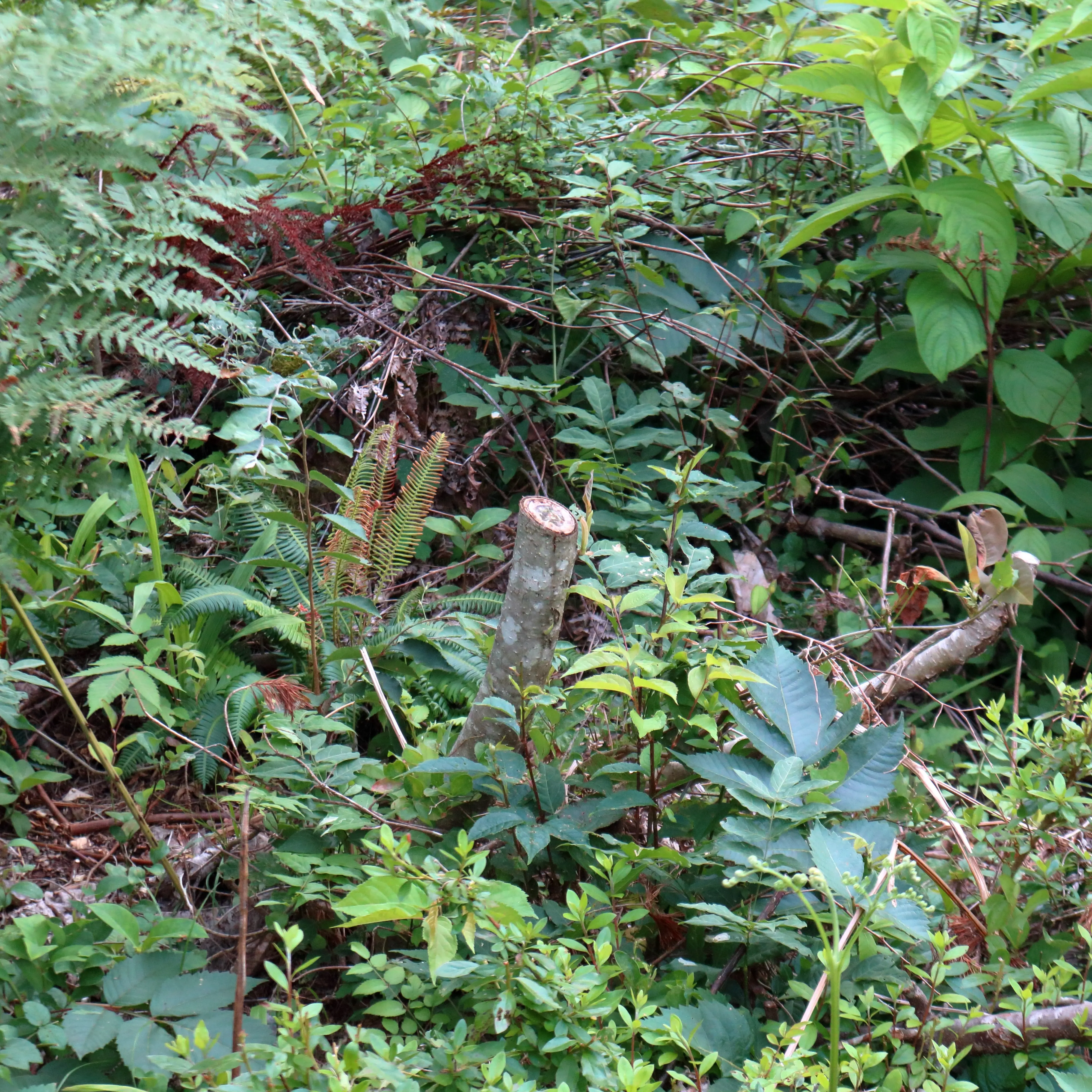 勝手に切られたホオノキの後