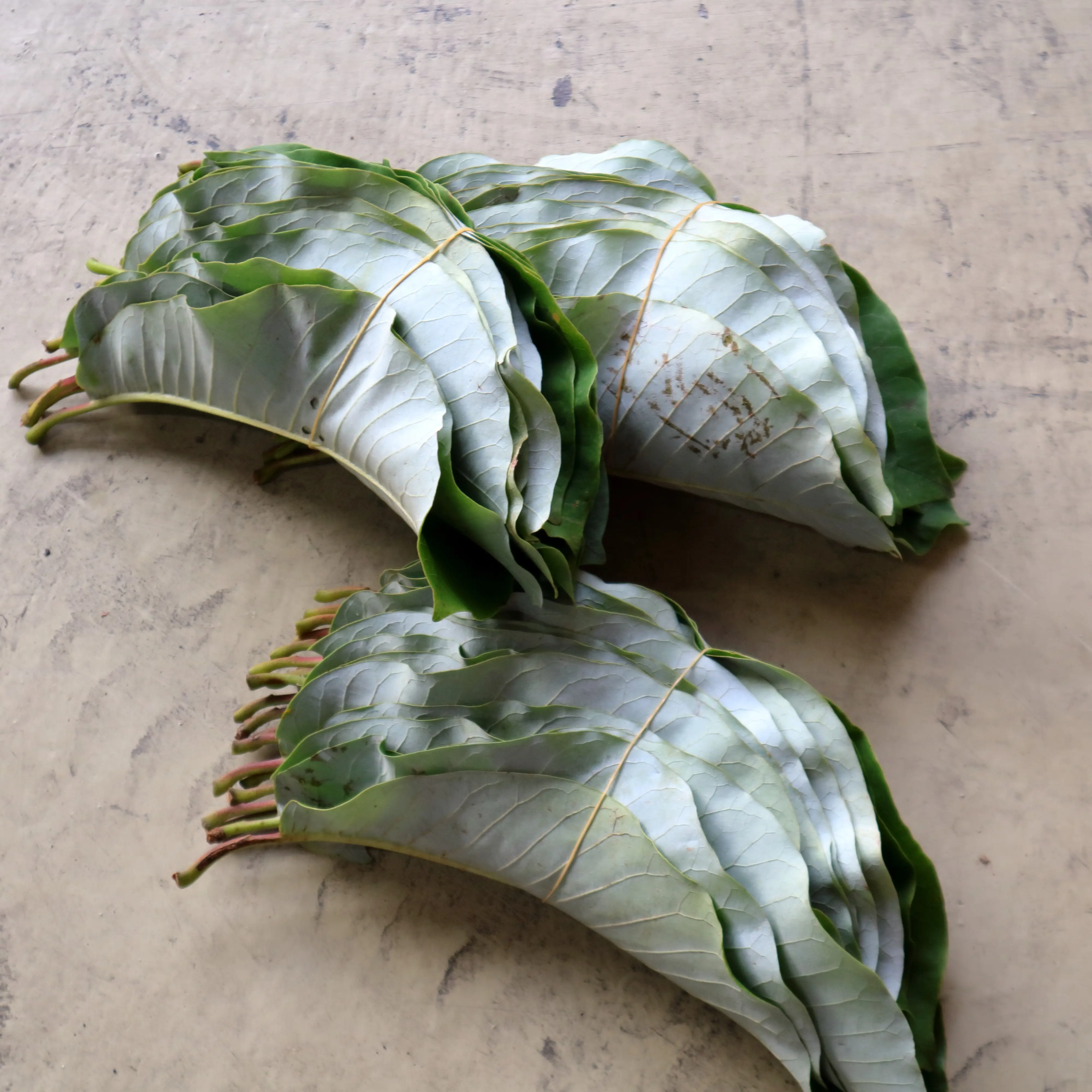 束ねた朴葉。20枚で1束