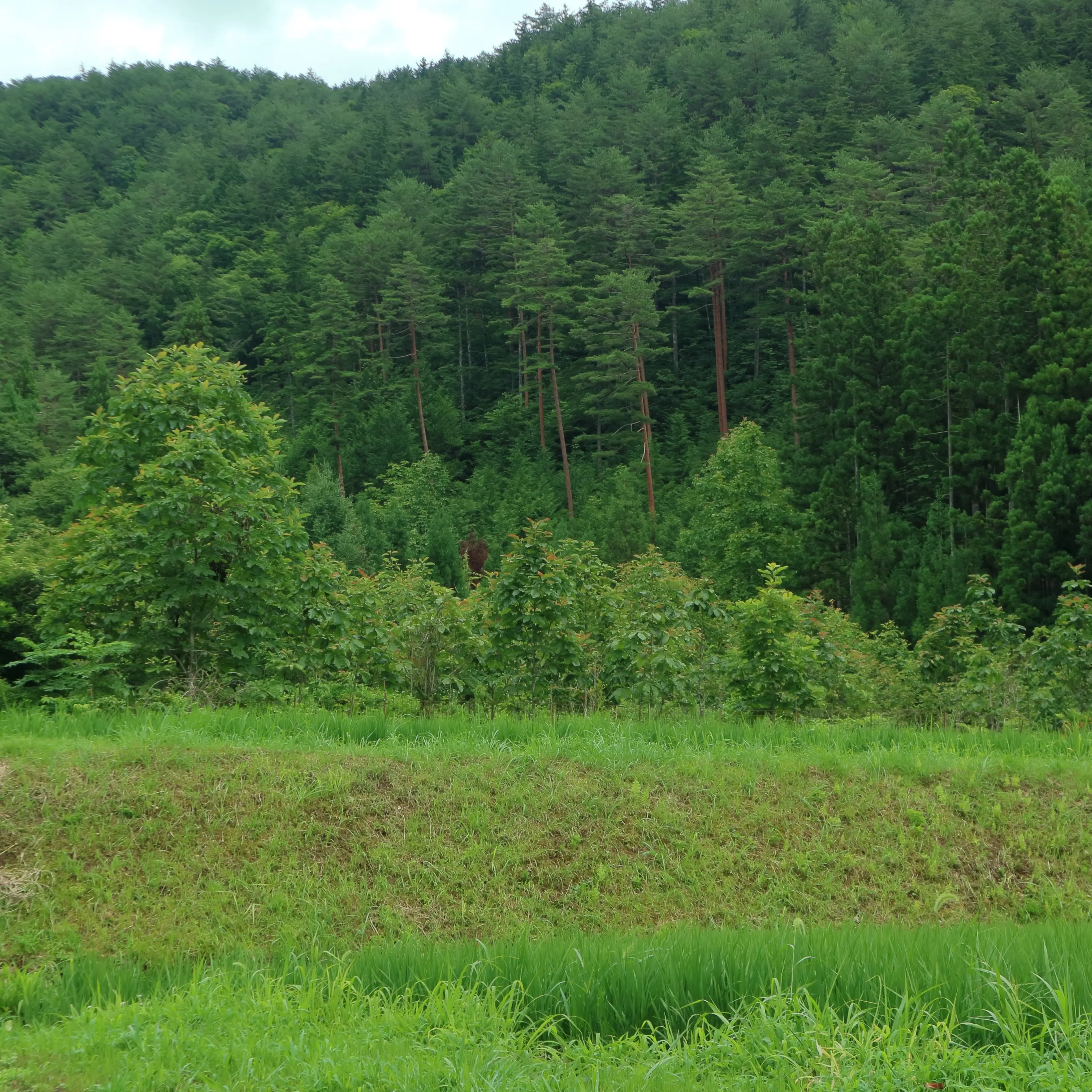 もう一つの朴葉の畑