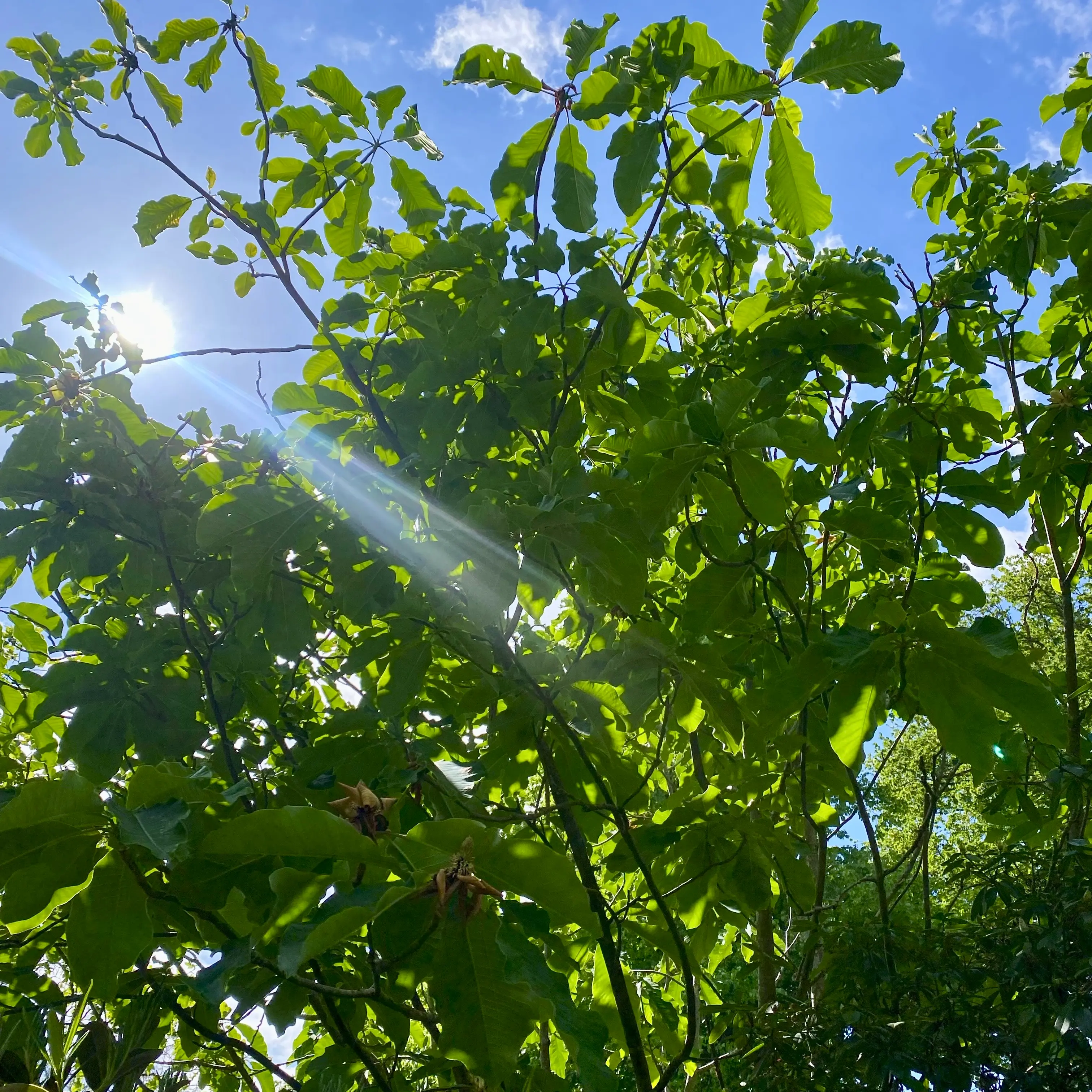 キュー王立植物園の入口