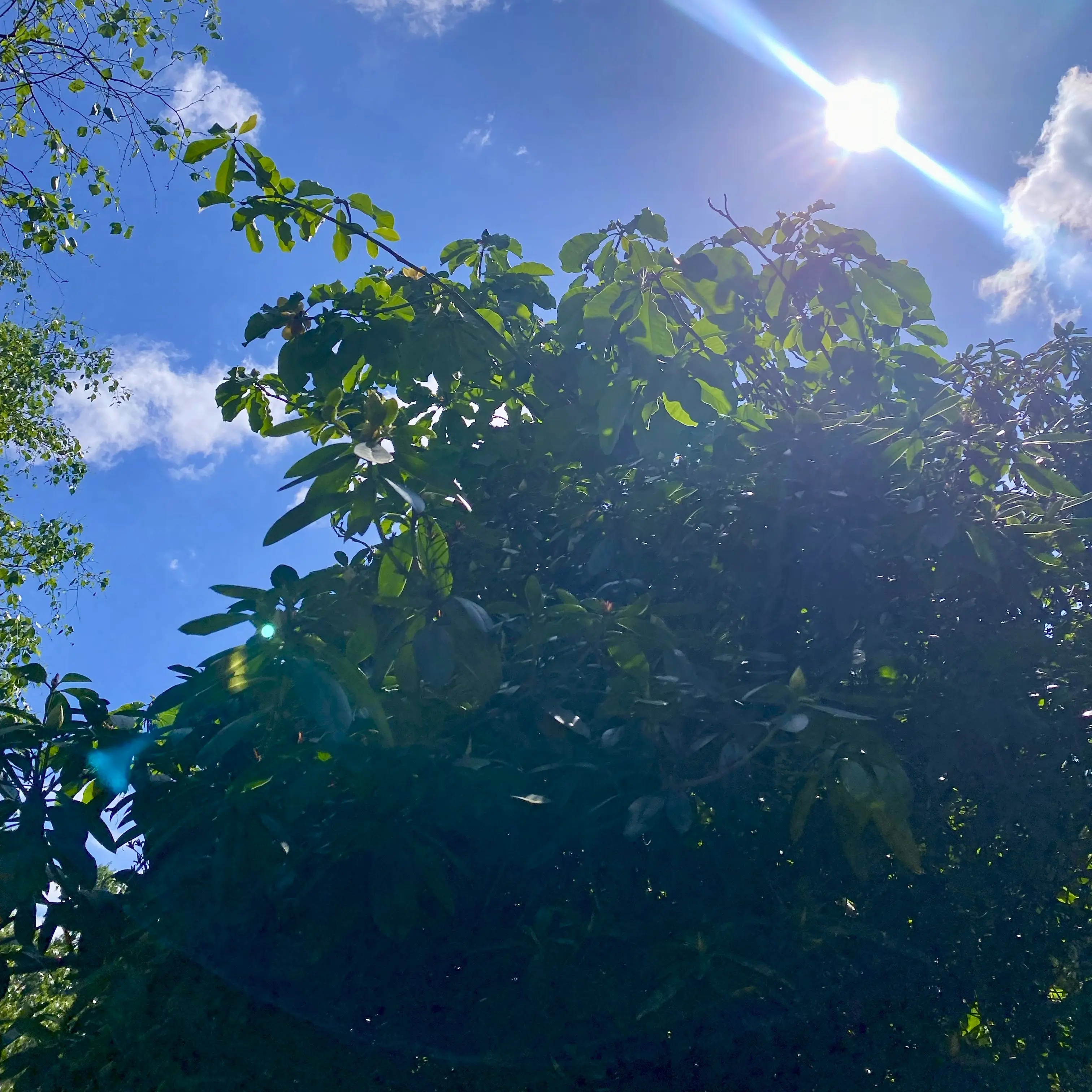 キュー植物園のホオノキ