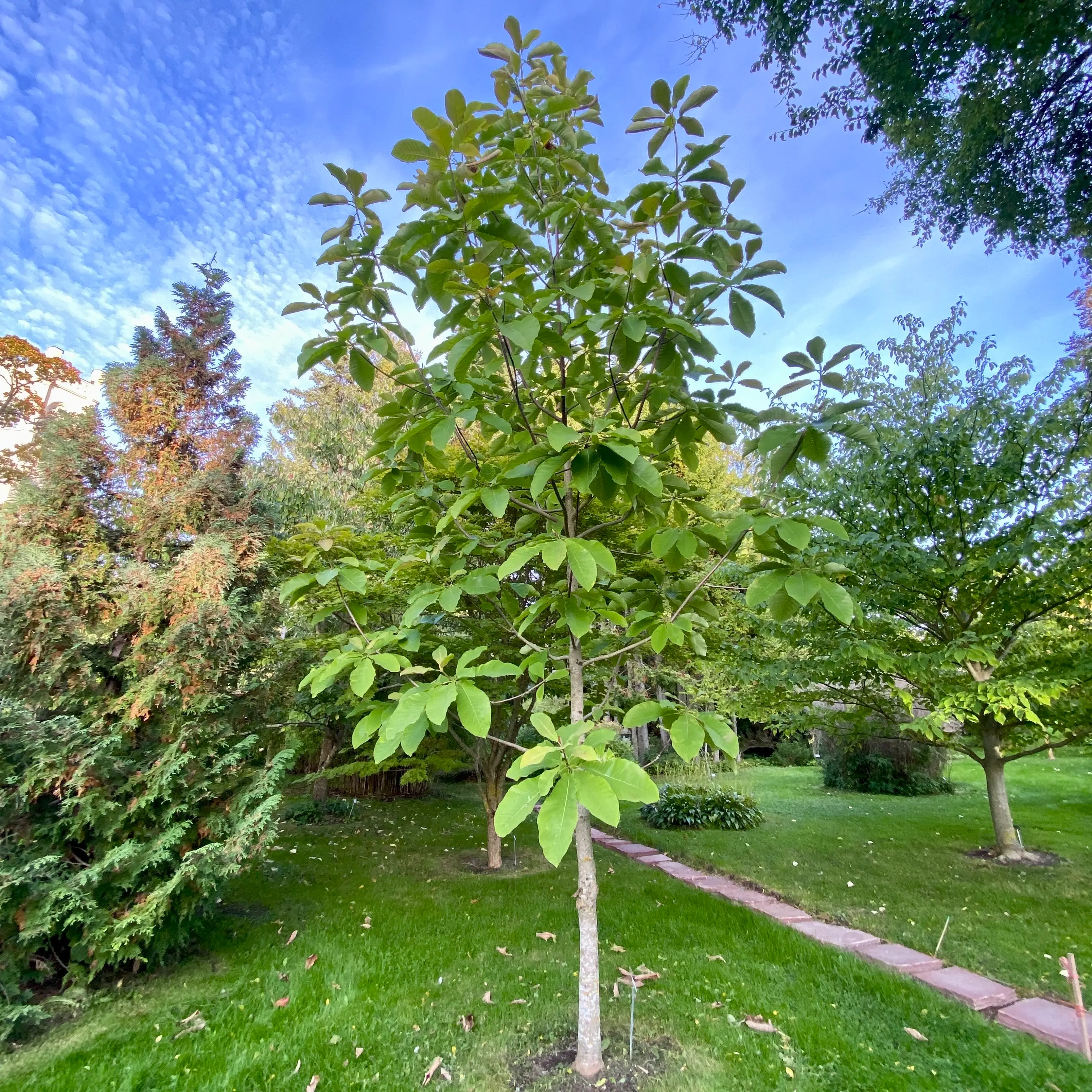 ウプサラ植物園でのホオノキ
