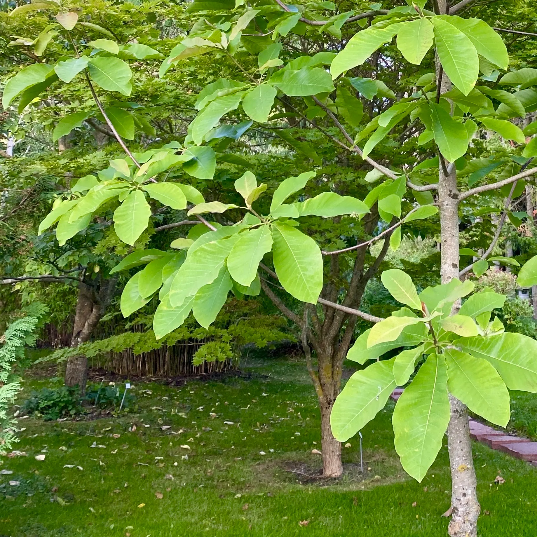 ウプサラ植物園の秋のホオノキ