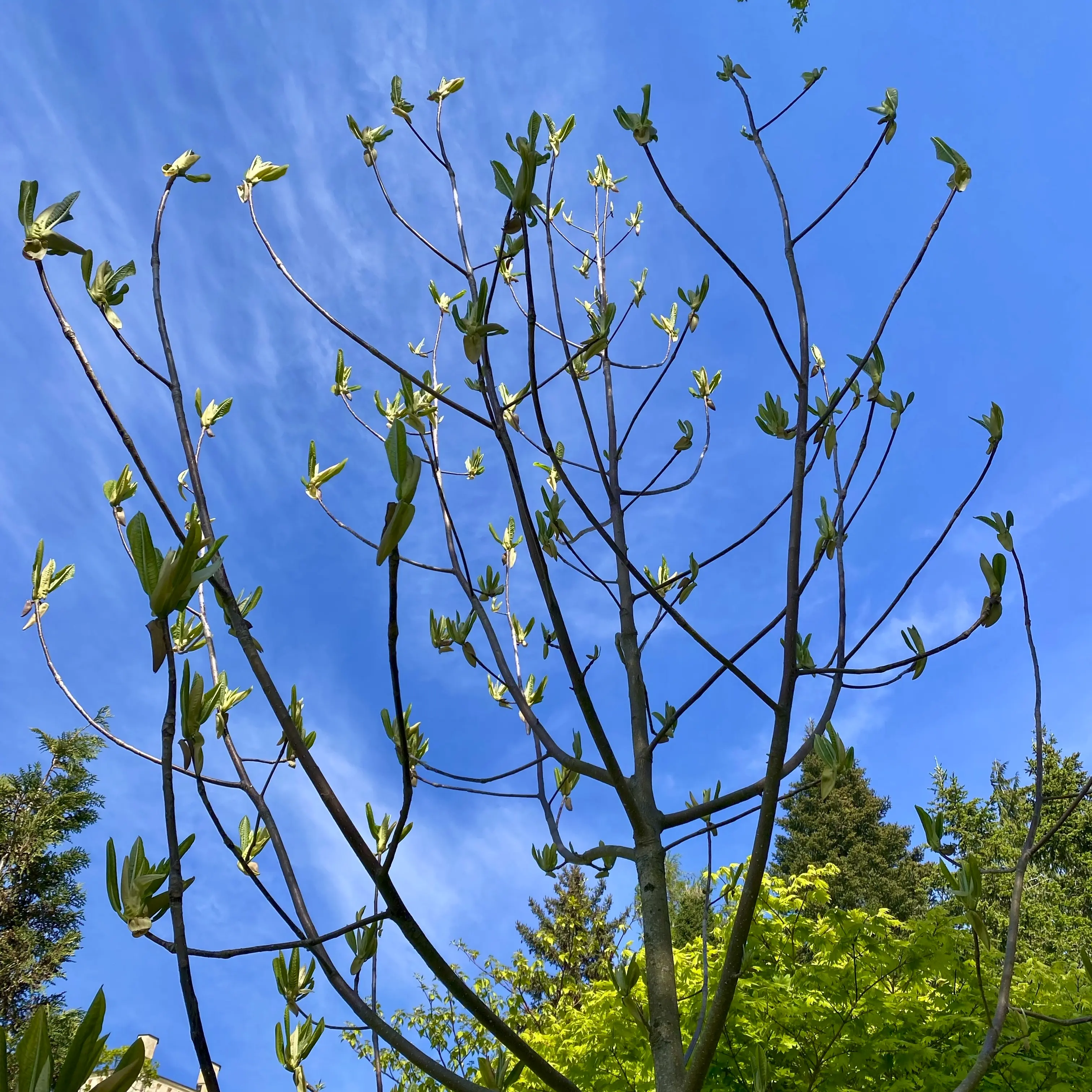 春の新緑のホオノキ