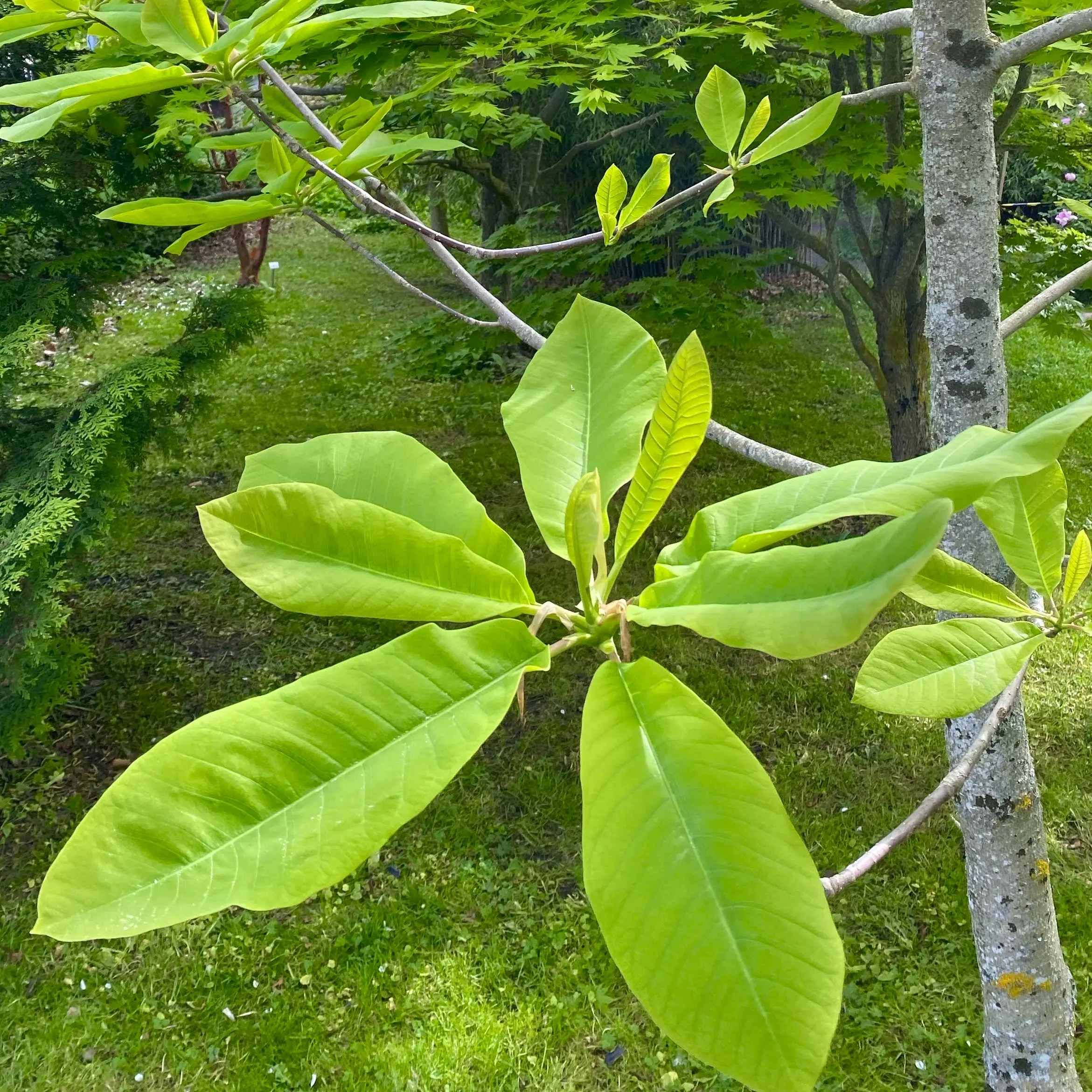 植物園内のホオノキ