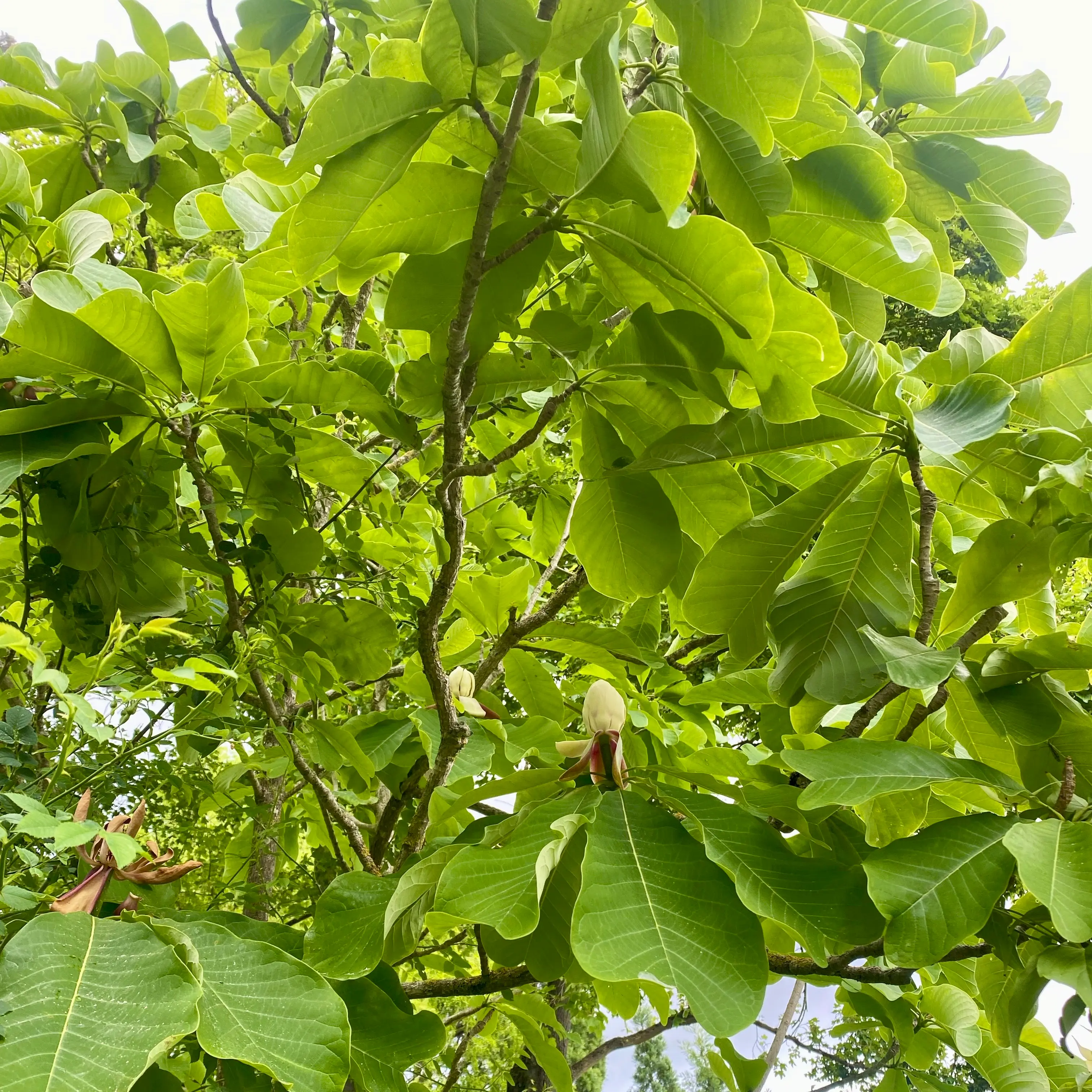 ゲッティンゲン植物園のモクレン科展示