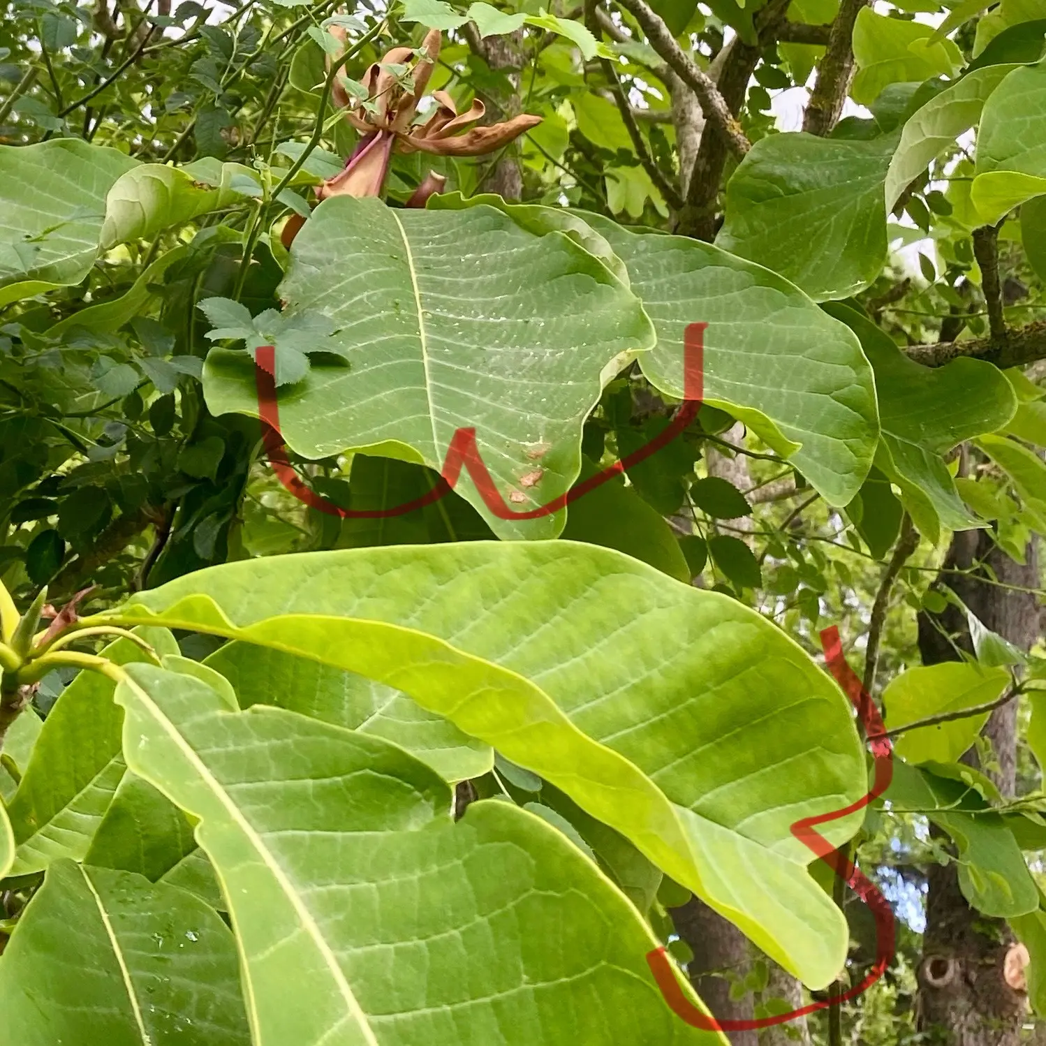 ドイツでのホオノキ栽培