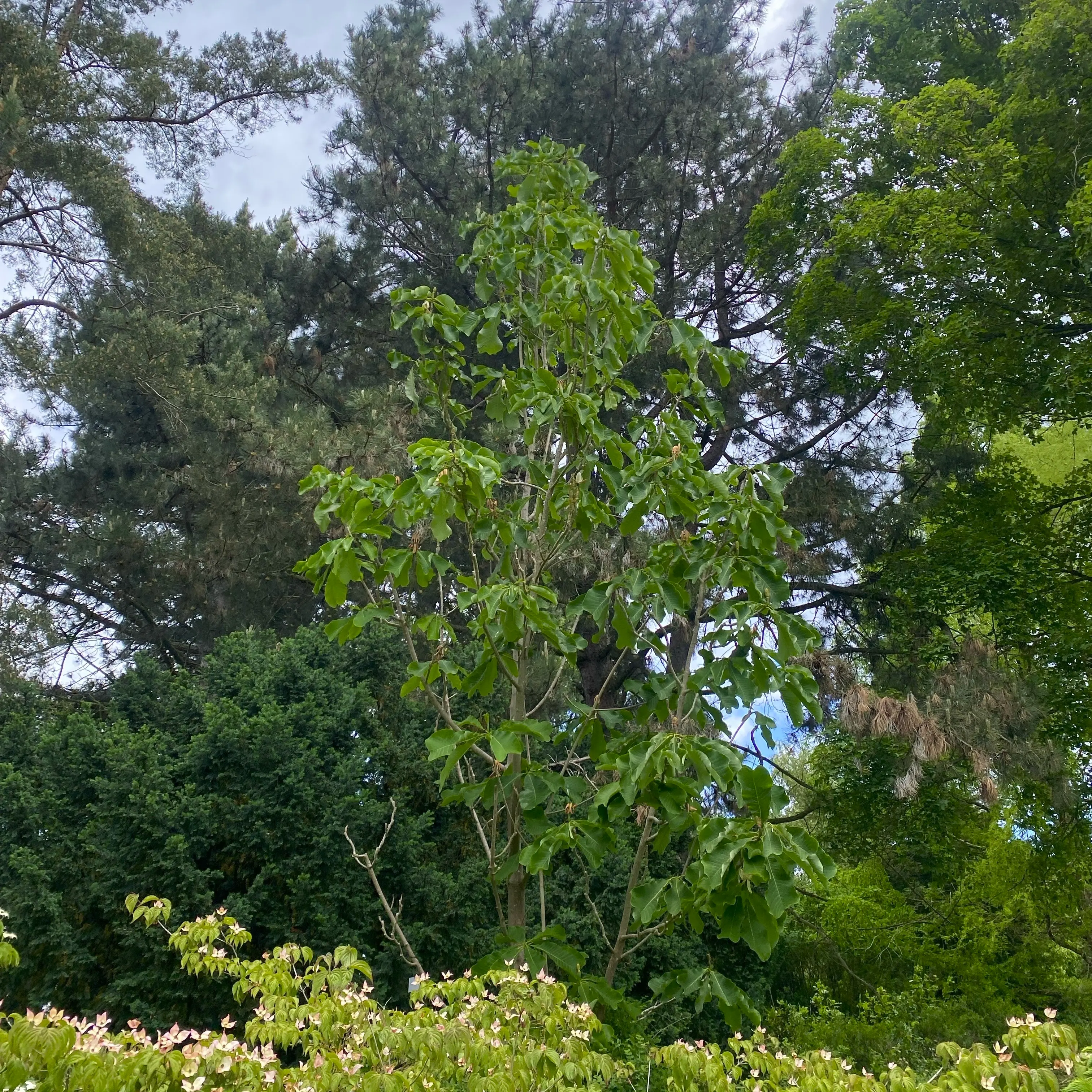 品種改良されたモクレン科