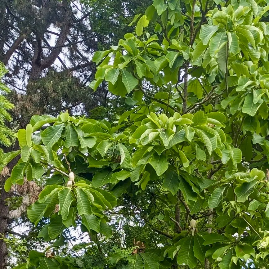 ゲッティンゲンでの研究環境