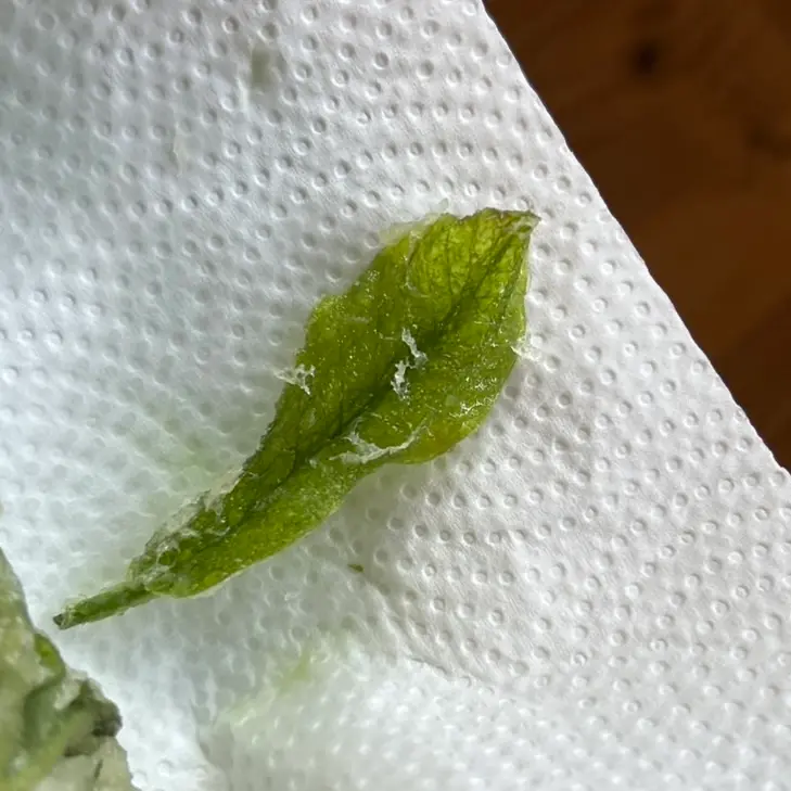 写真挿入位置：完成した朴葉の天ぷら