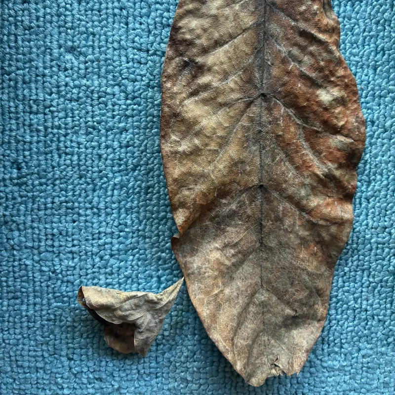 いただいた枯れフクロ朴葉