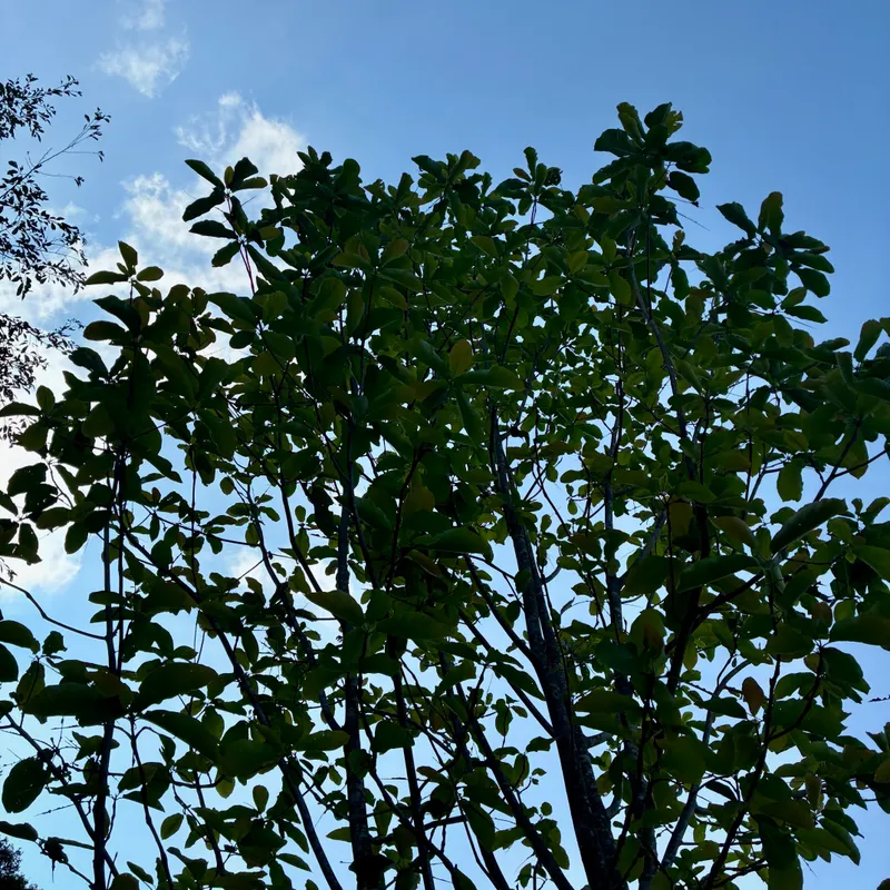 見上げたホオノキ