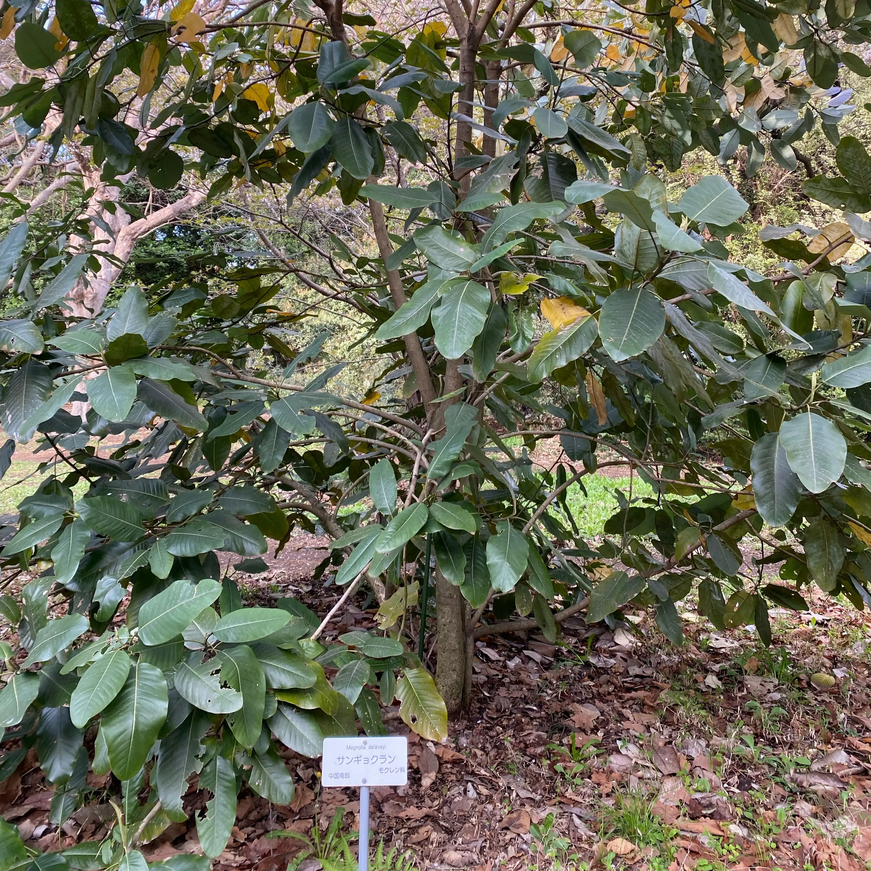 サンギョクラン