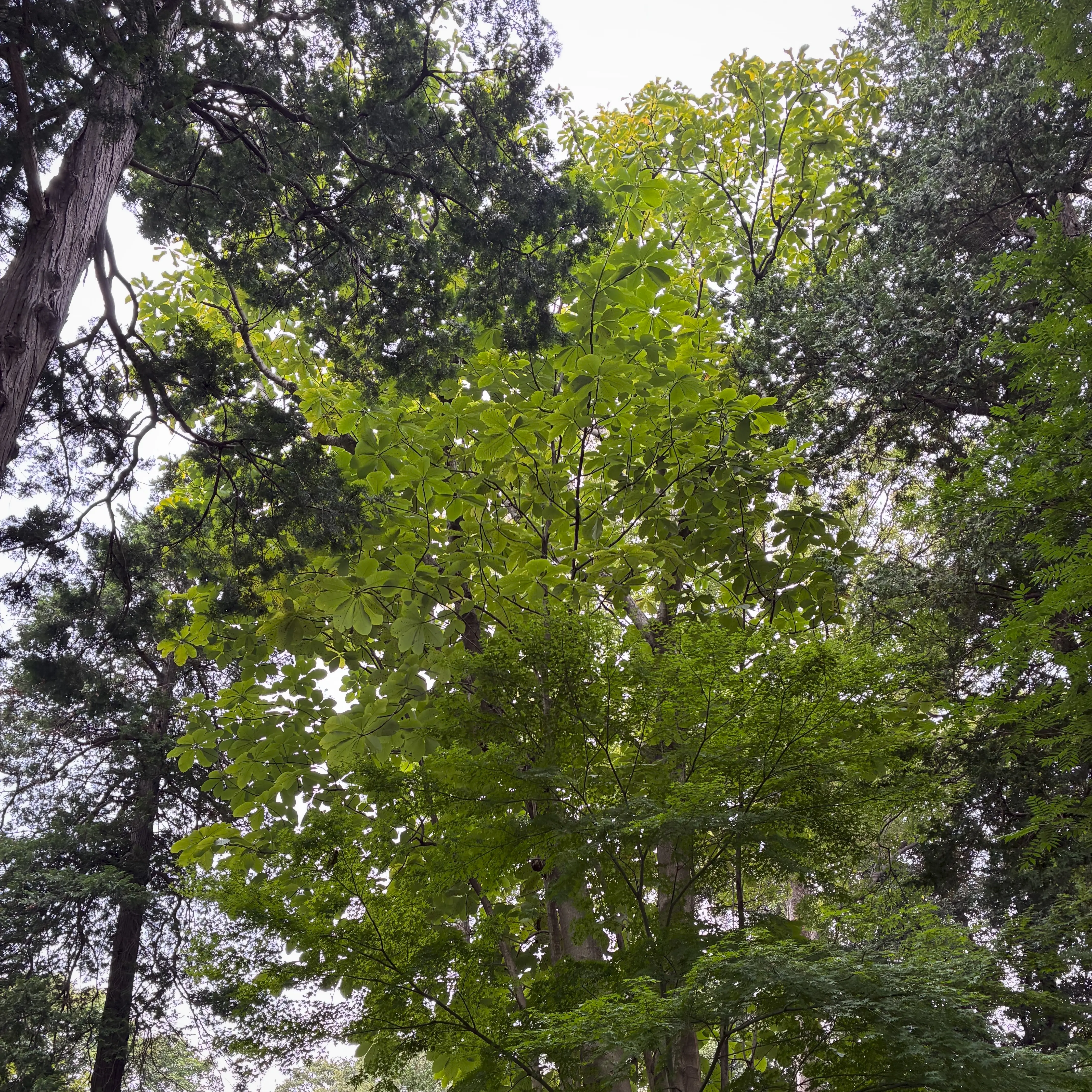 でかいホオノキ