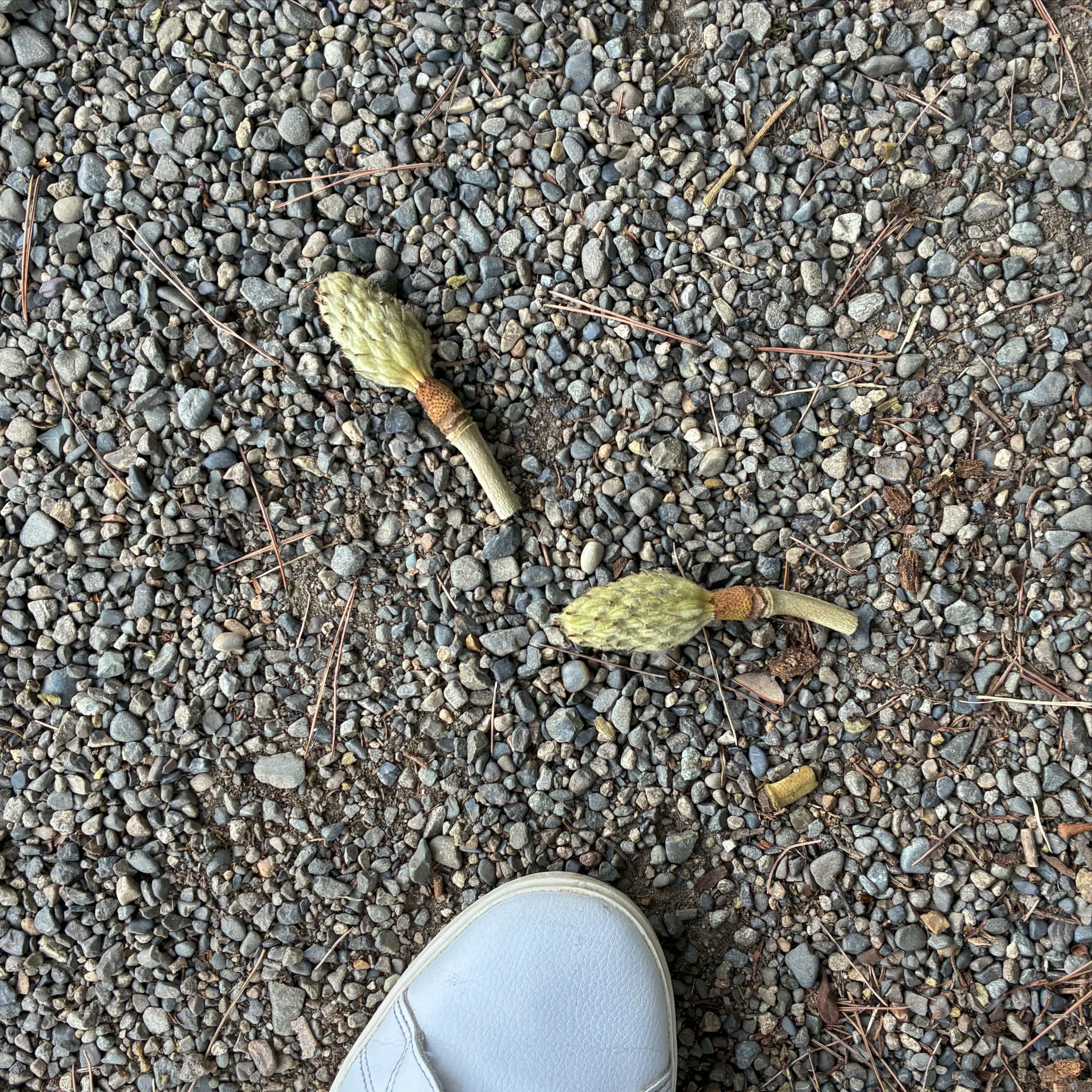 タイサンボクの落ちた果実