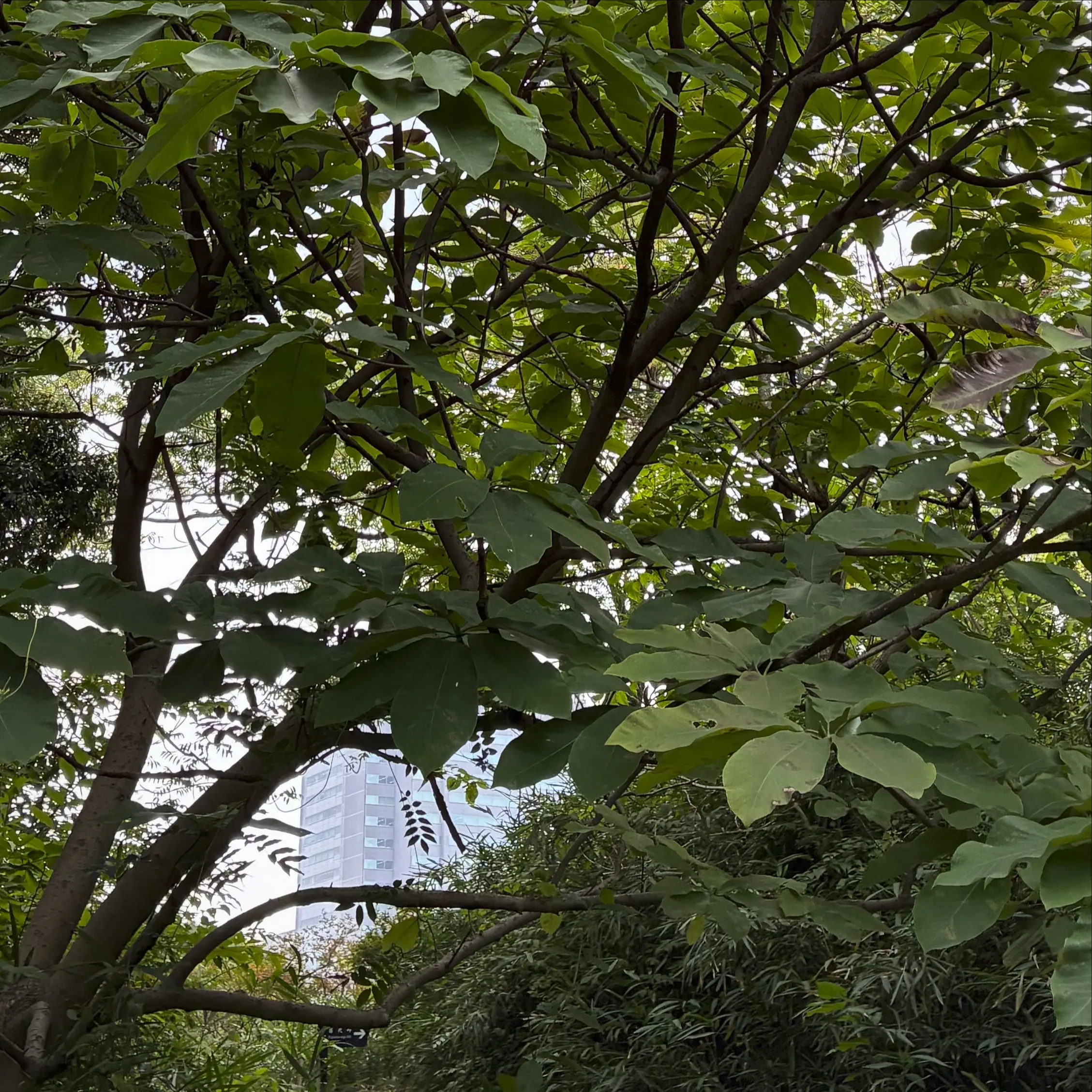 ビルとホオノキ