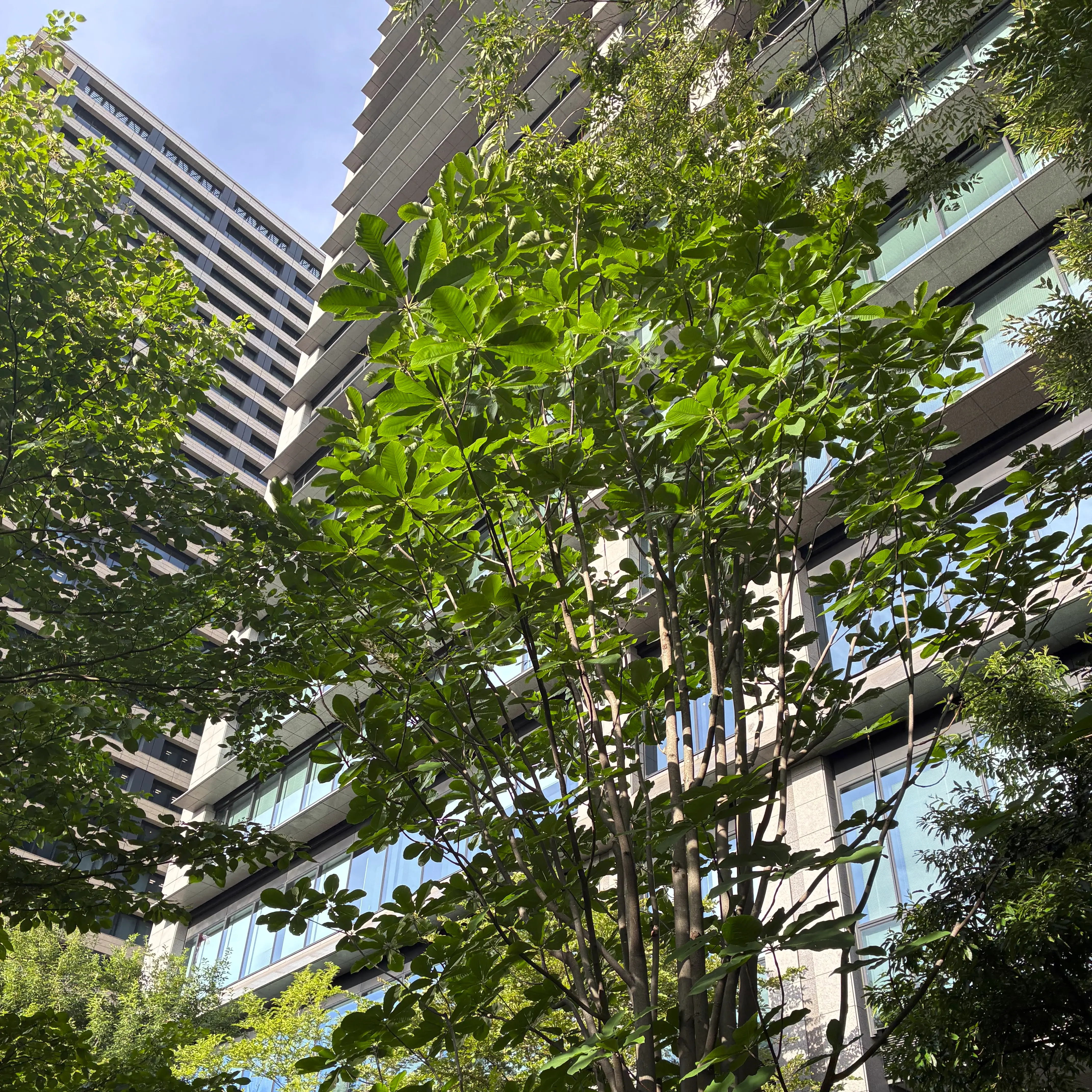 ビルの中のホオノキ