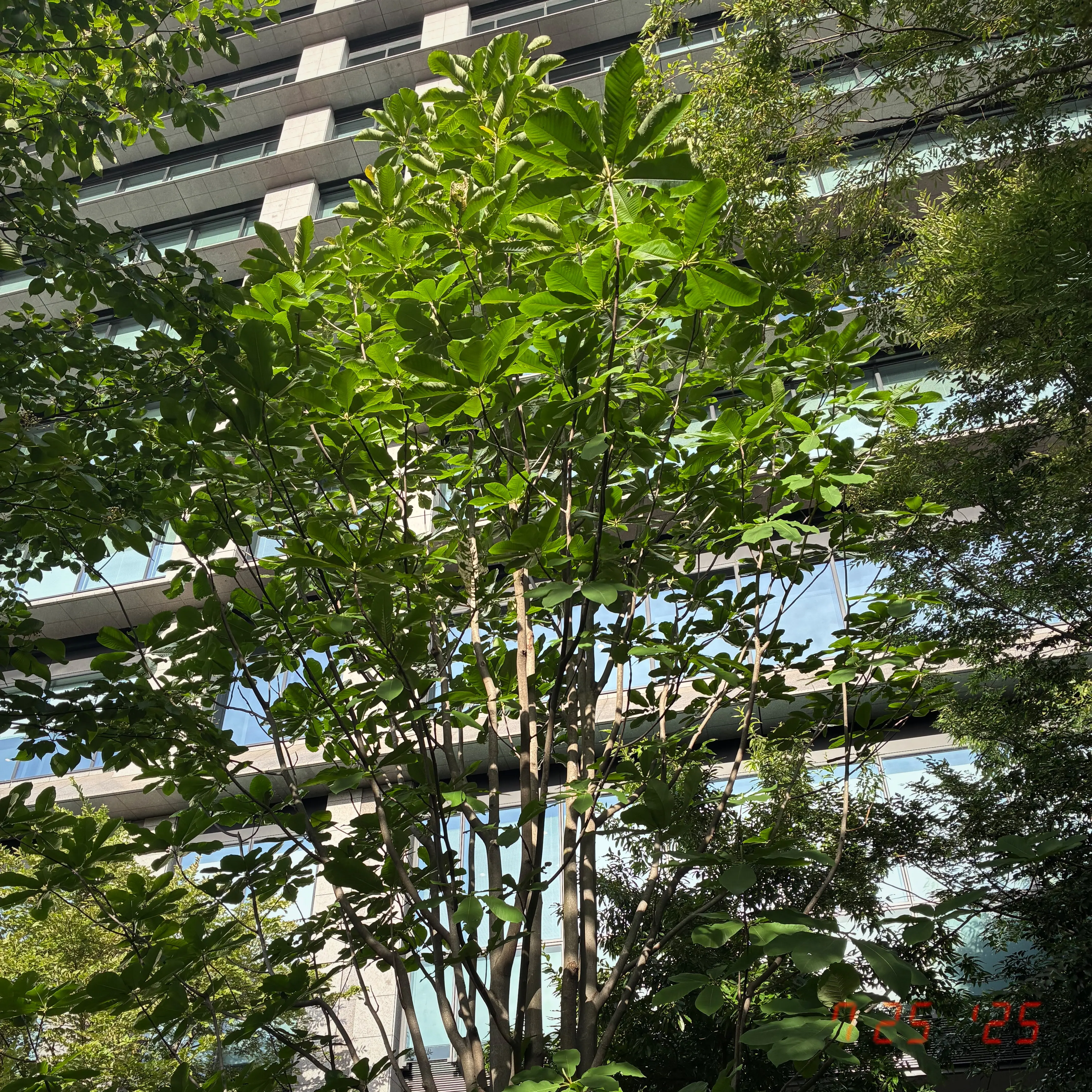 ビルとホオノキ