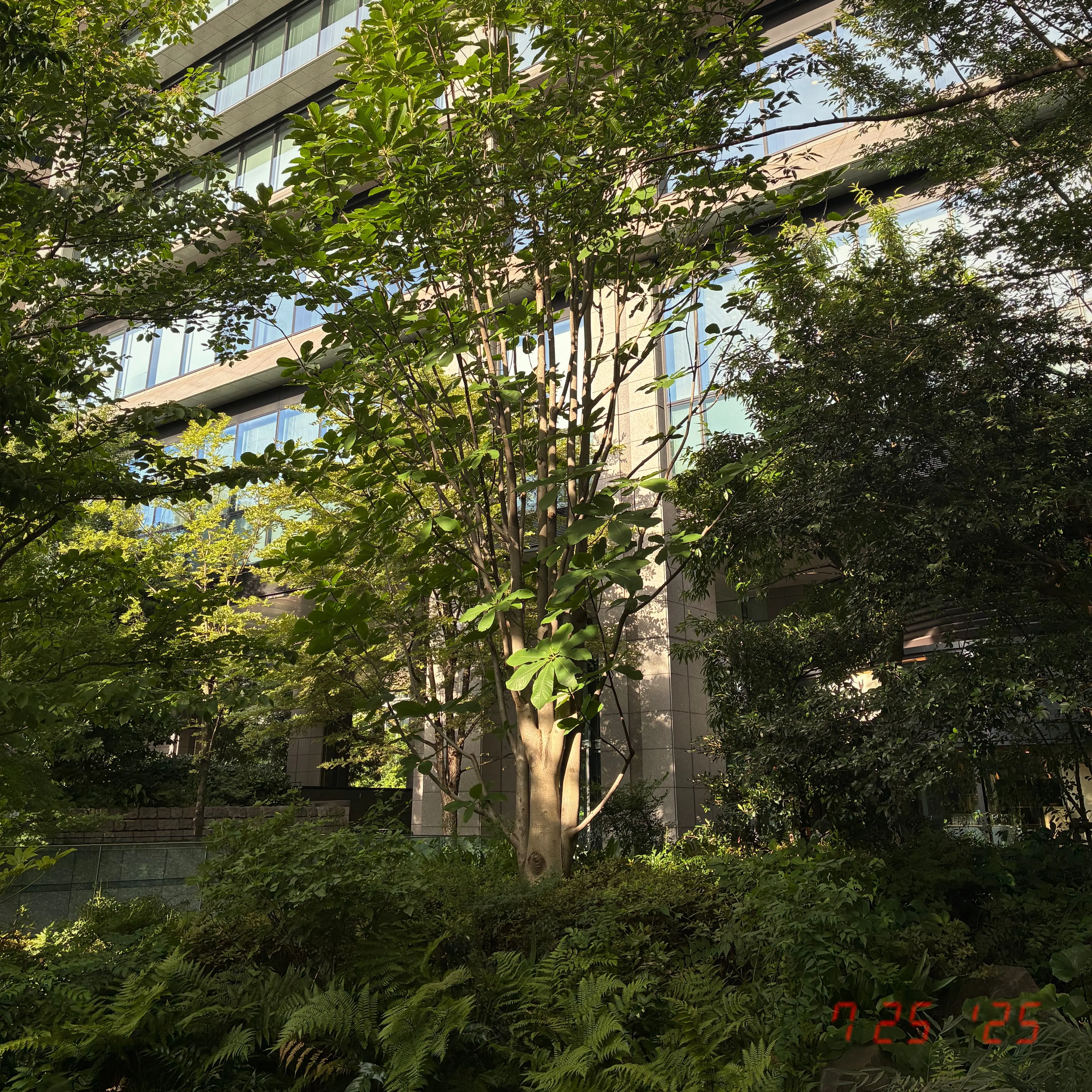 囲まれているコンクリートホオノキ