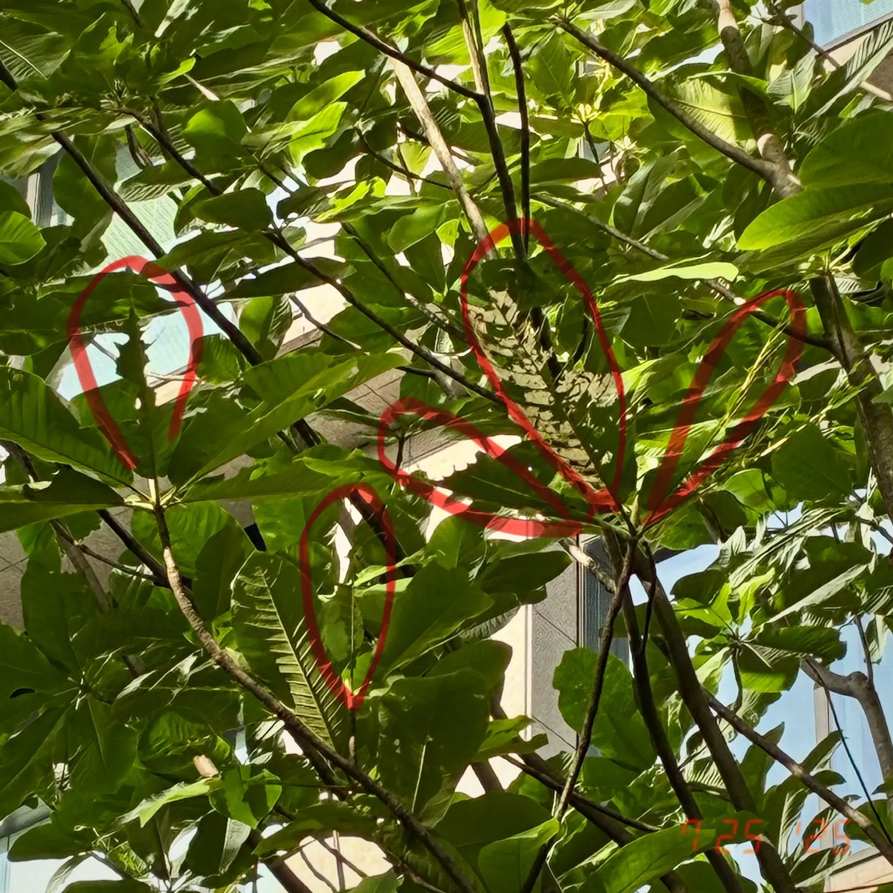 食害の跡をマーカー