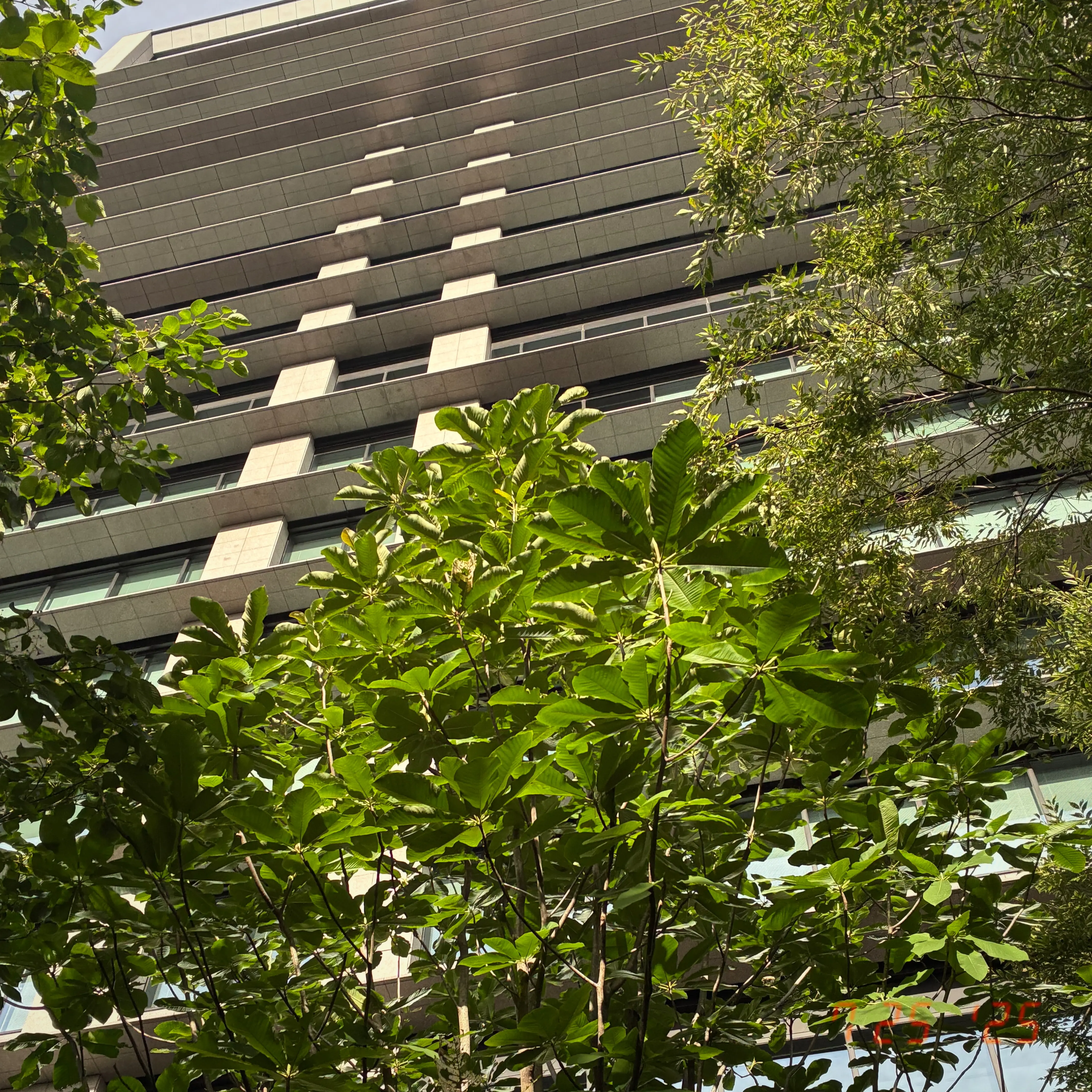 ビルとホオノキ