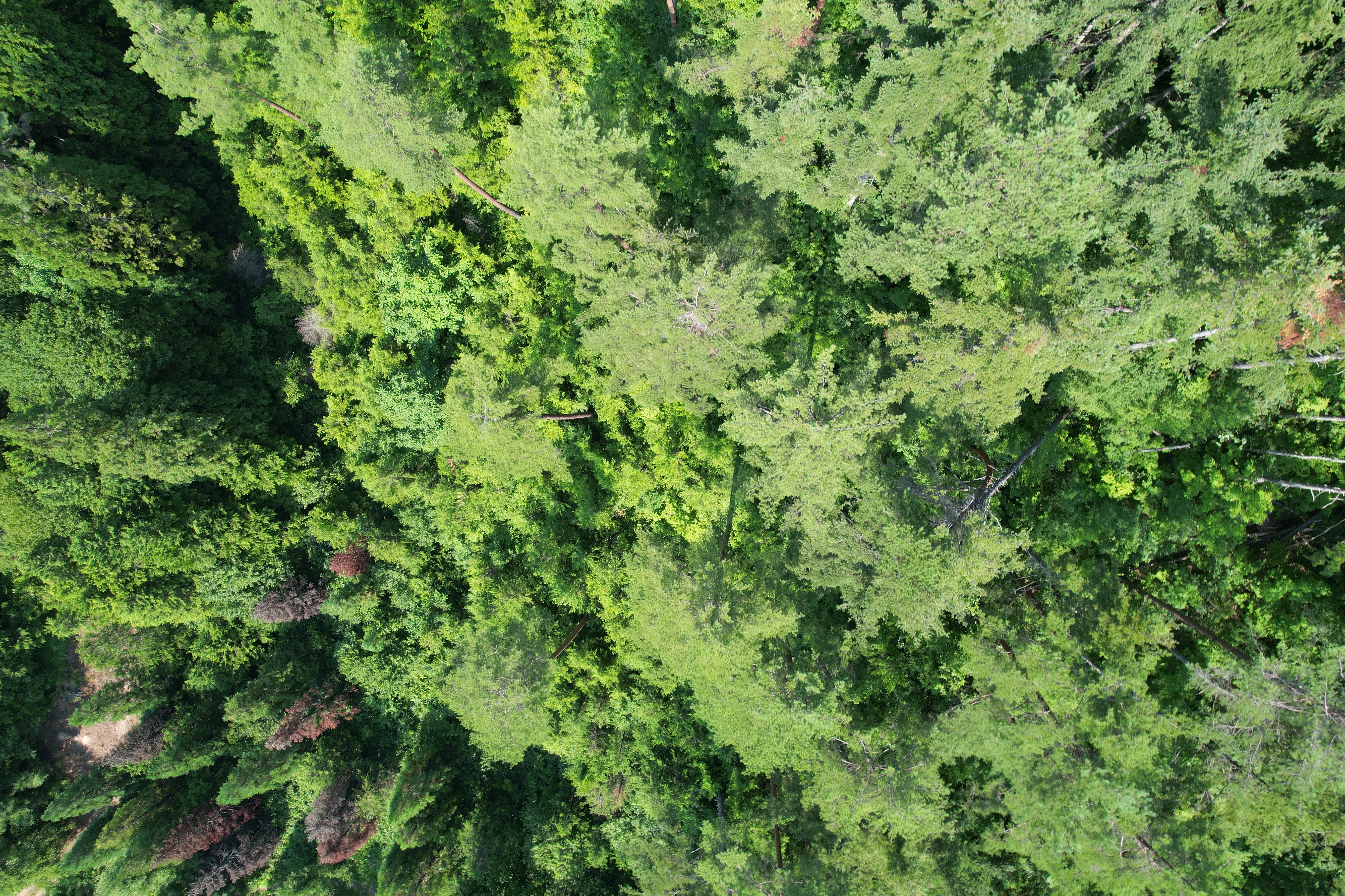 空から撮った森のイメージ