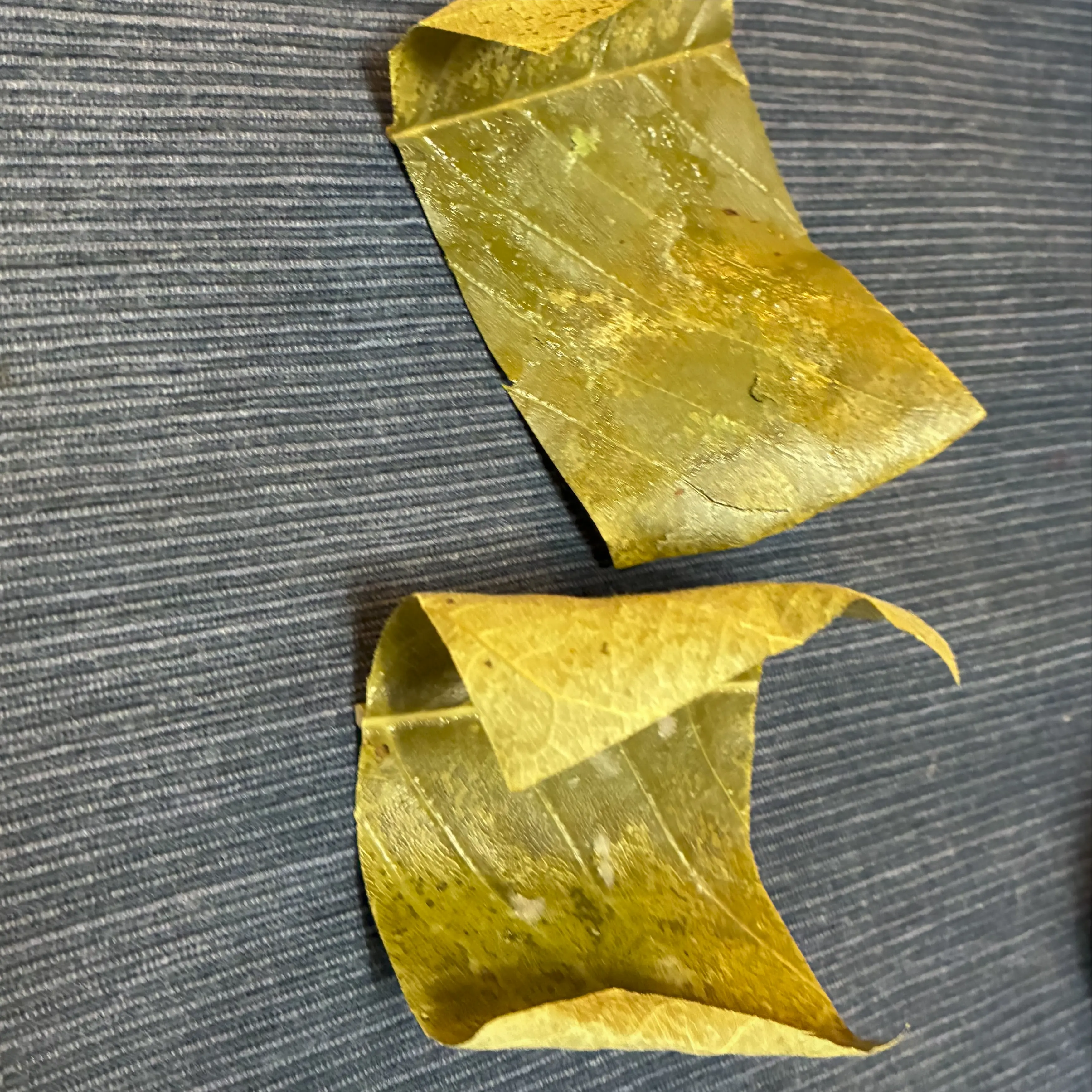 葉っぱ