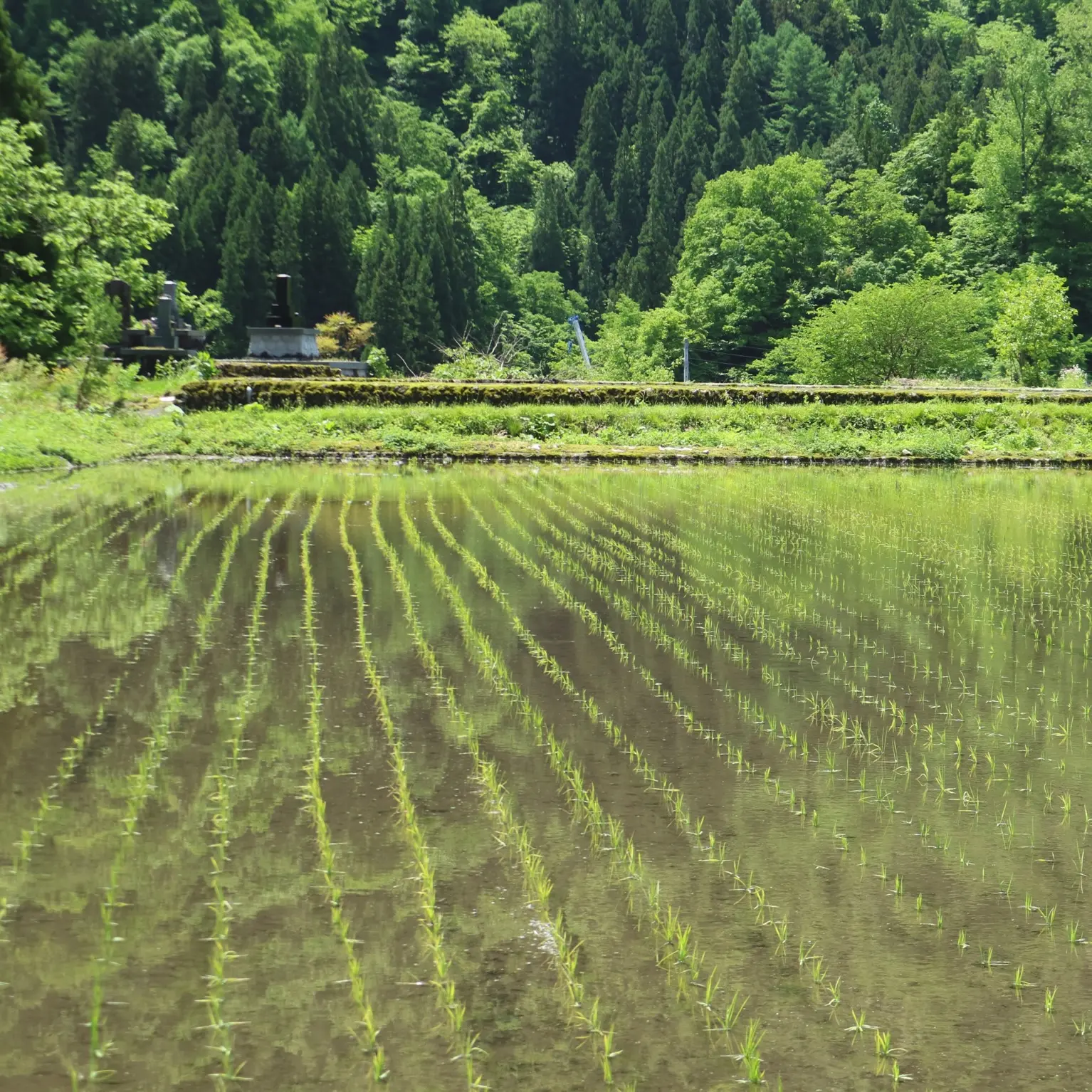 田んぼ